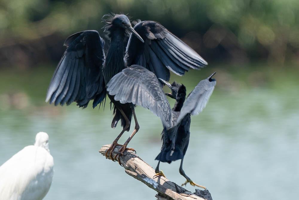 Black Heron