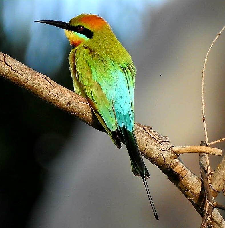 abejaruco australiano