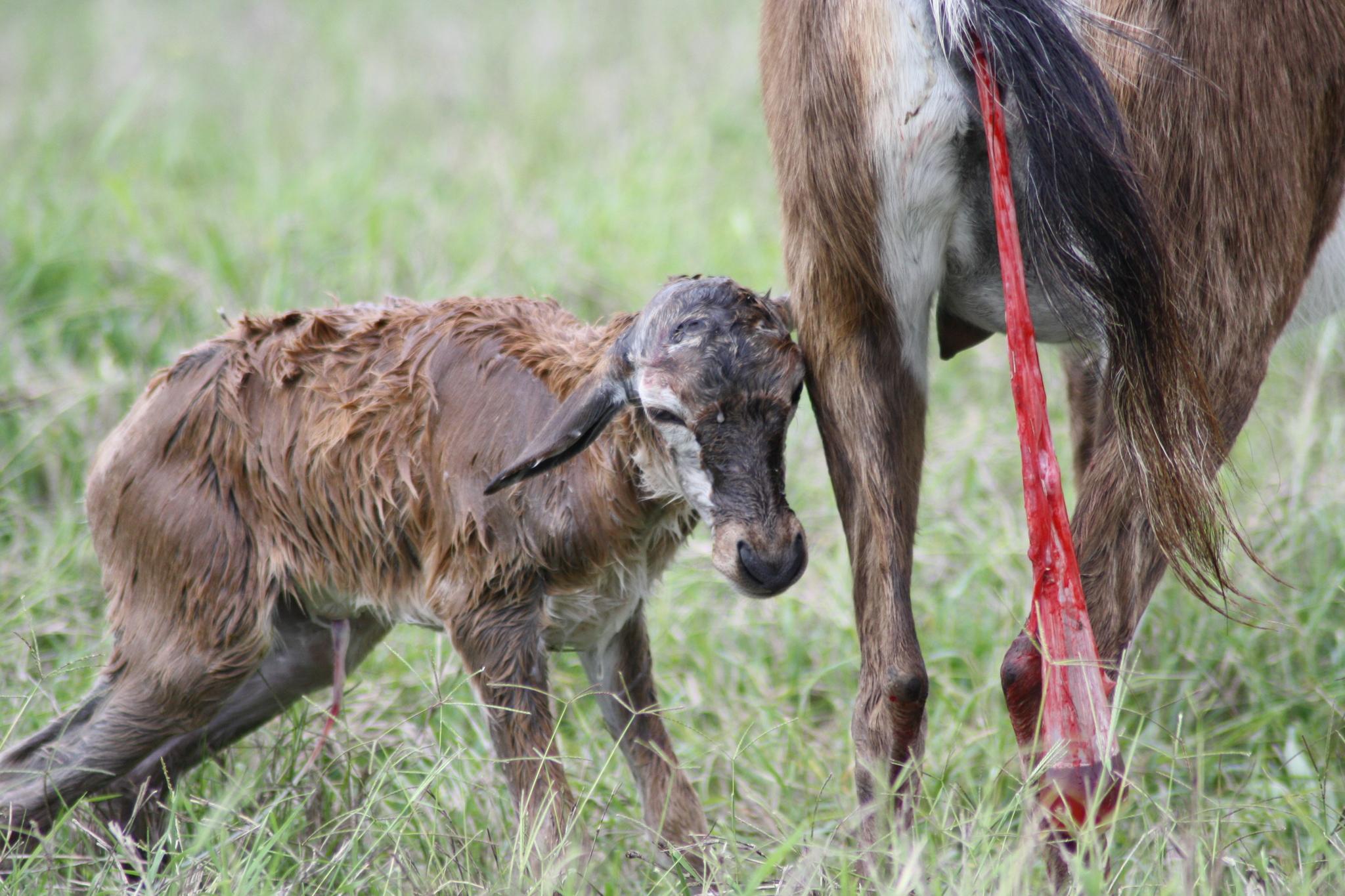 Placental Mammals