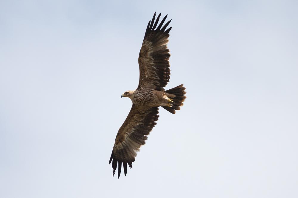 águila imperial oriental