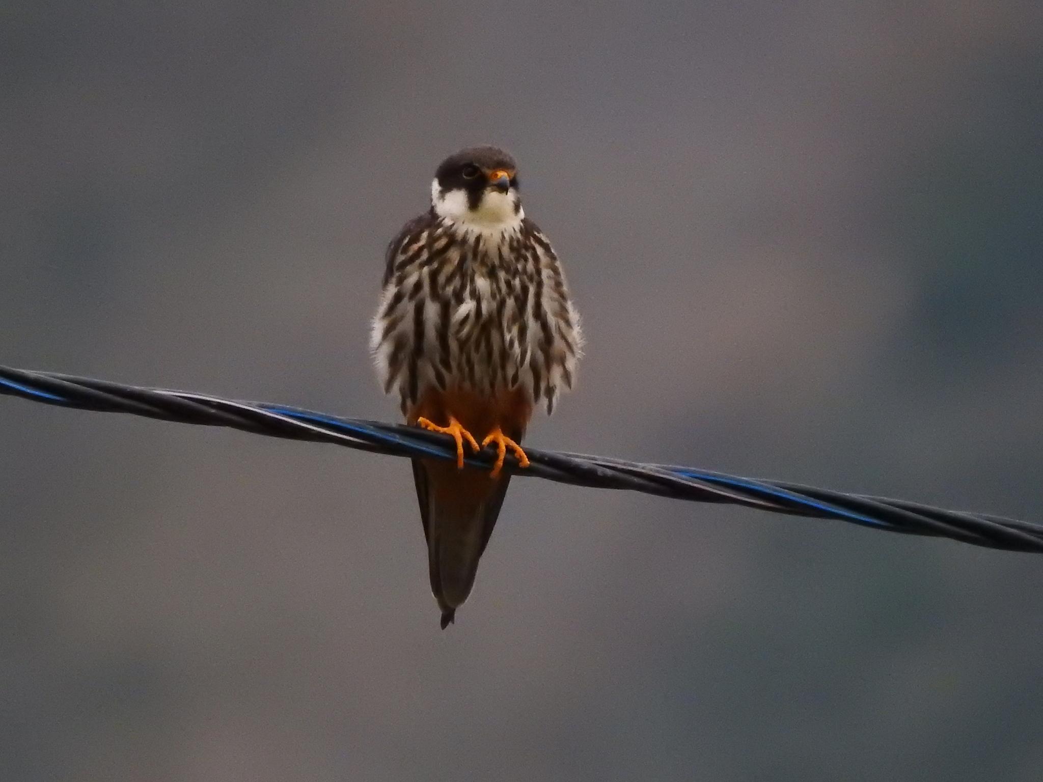 Alcotán europeo