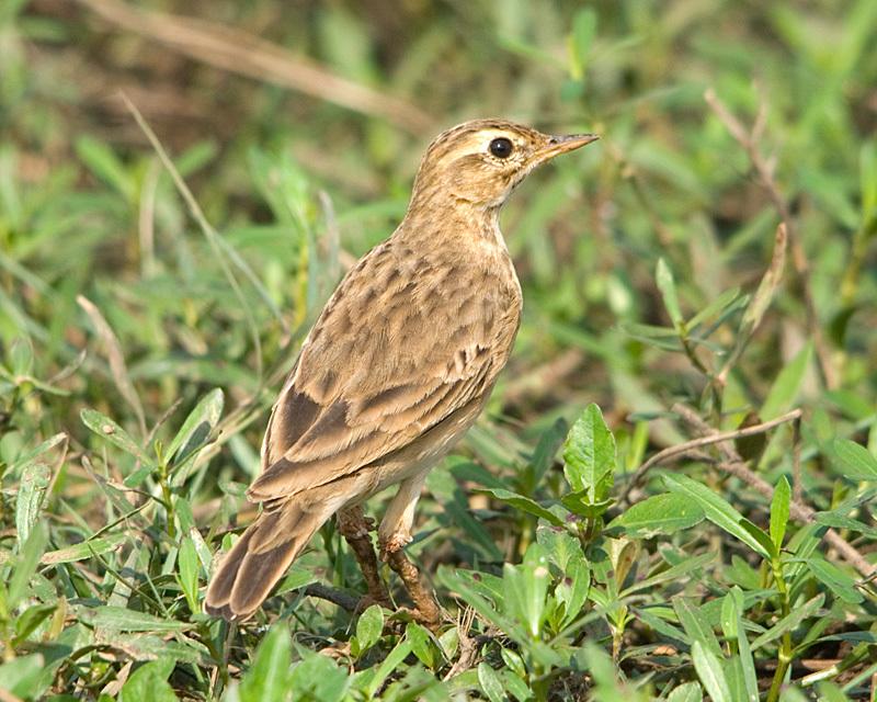 Bisbita Oriental