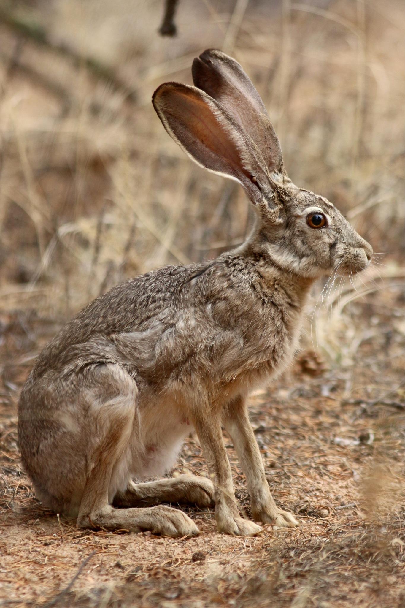 Liebres y conejos