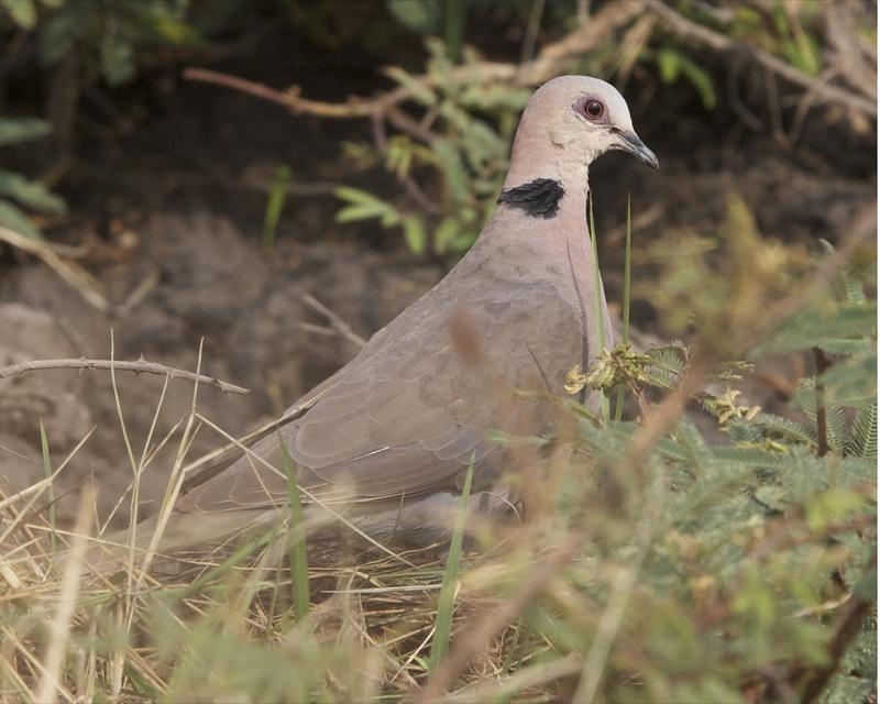 Red-eyed Dove