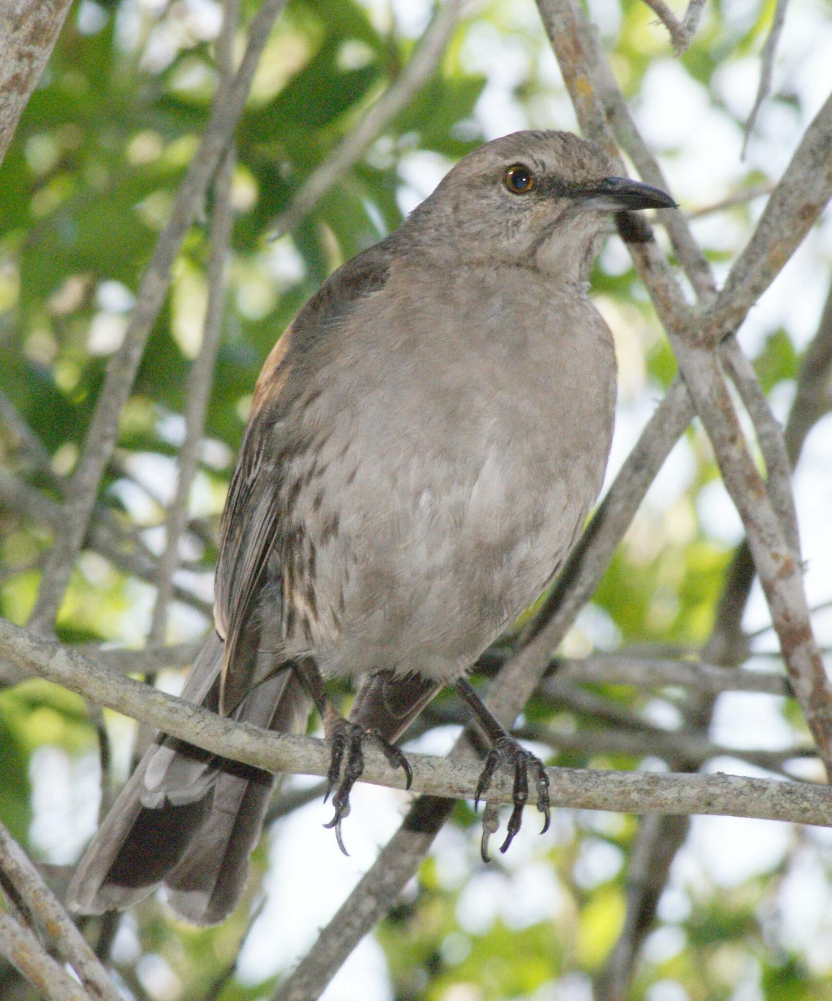 Bahama Mockingbird