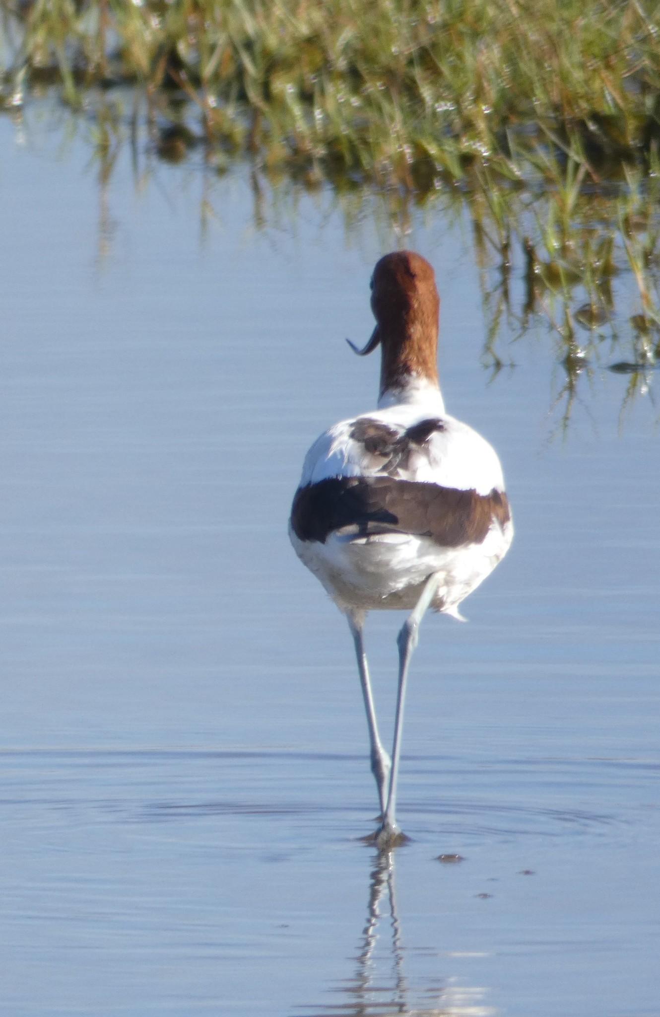 Avoceta Australiana