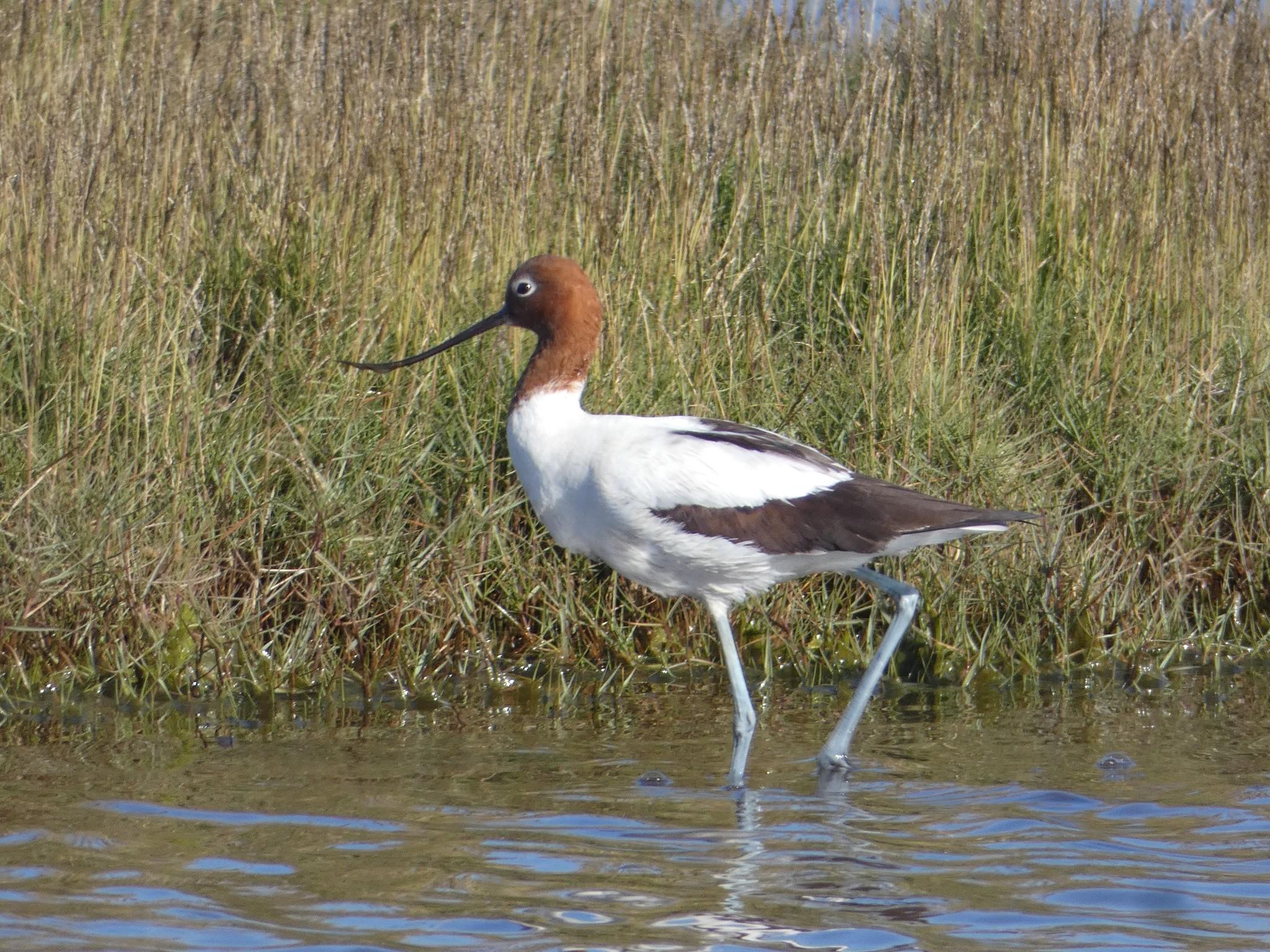 Avoceta Australiana