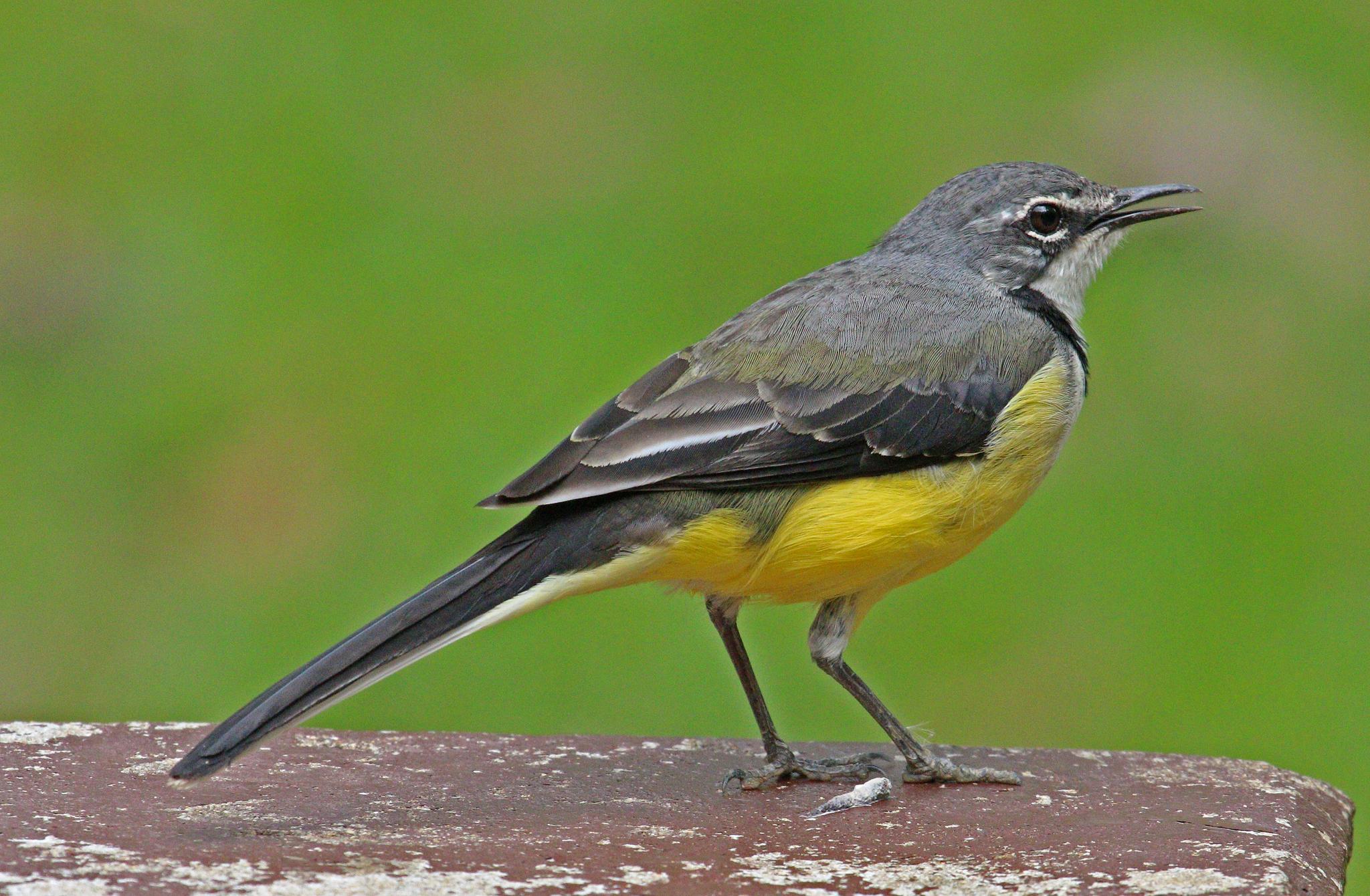 Lavandera Malgache