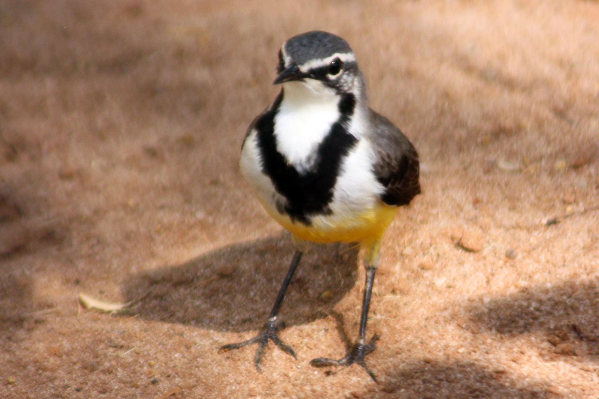 Lavandera Malgache