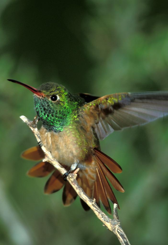 Buff-bellied Hummingbird