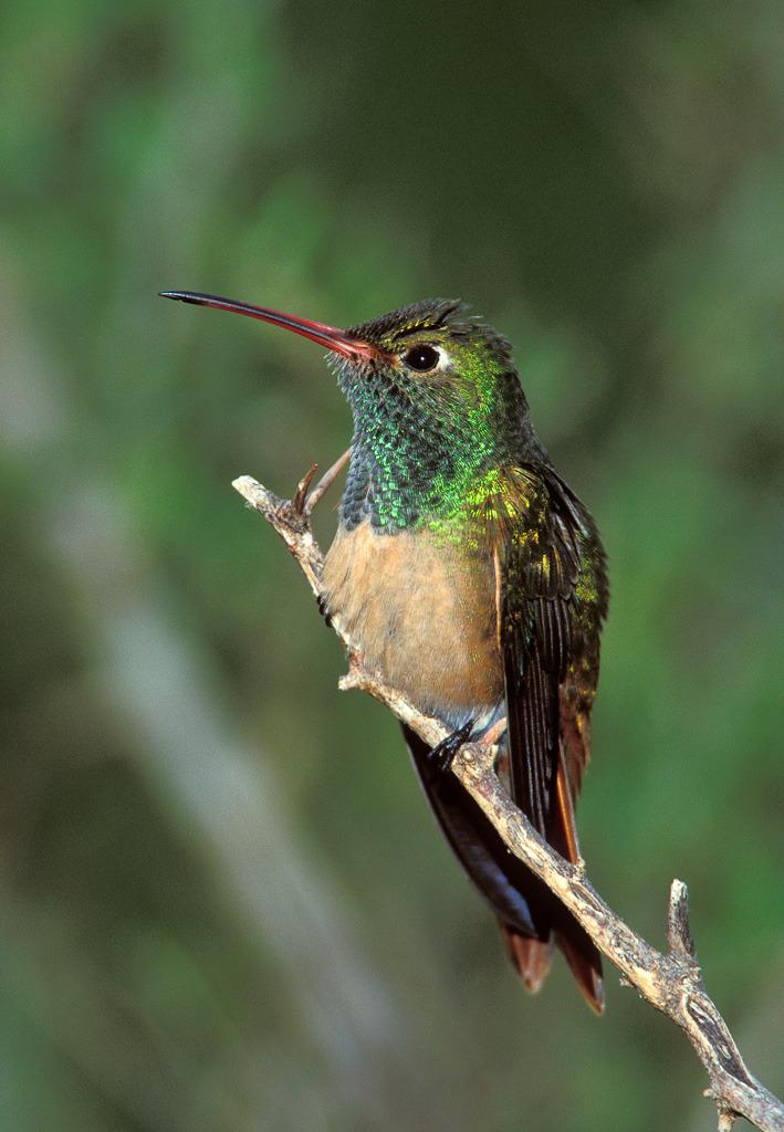Buff-bellied Hummingbird