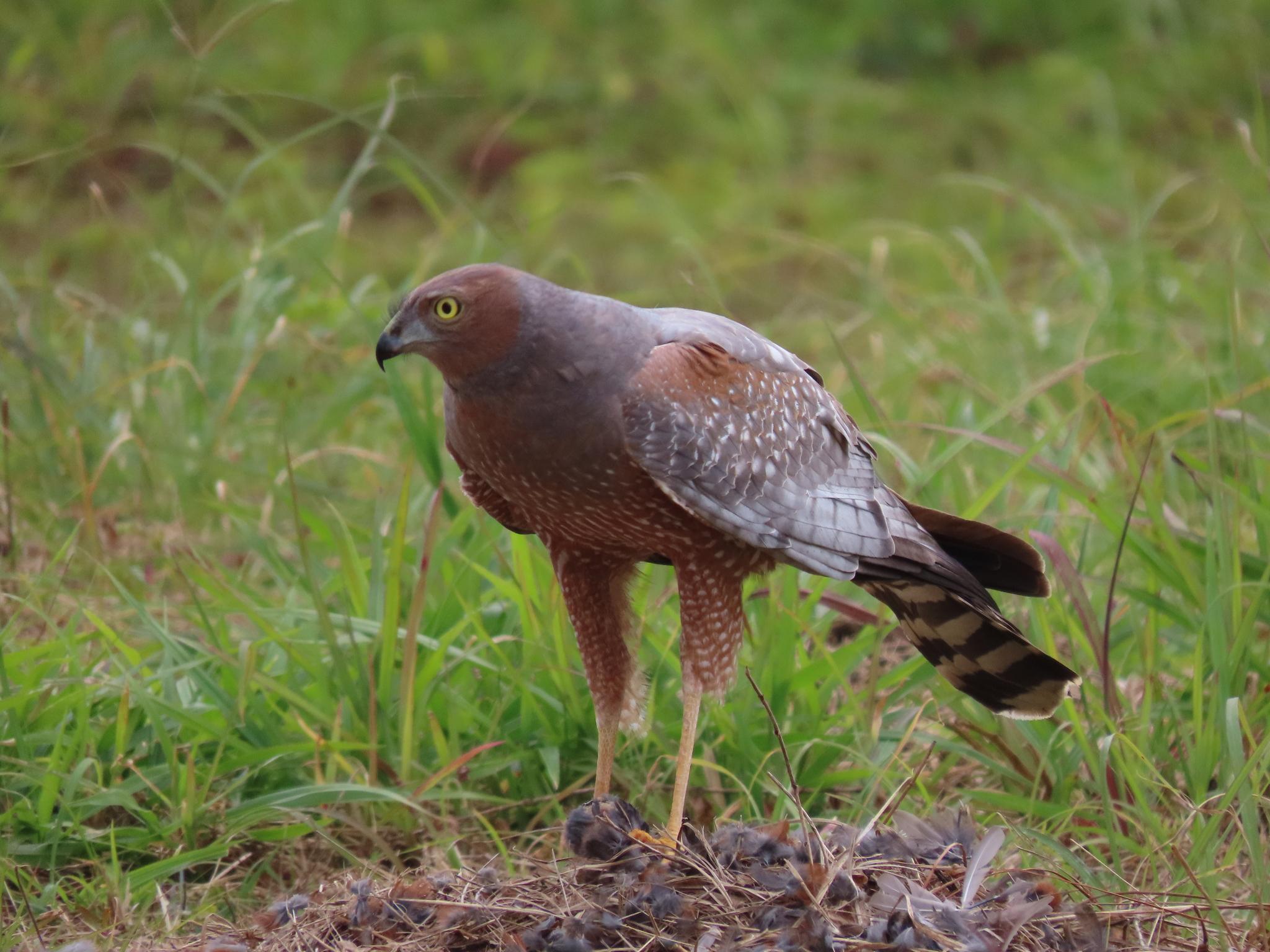 Aguilucho moteado