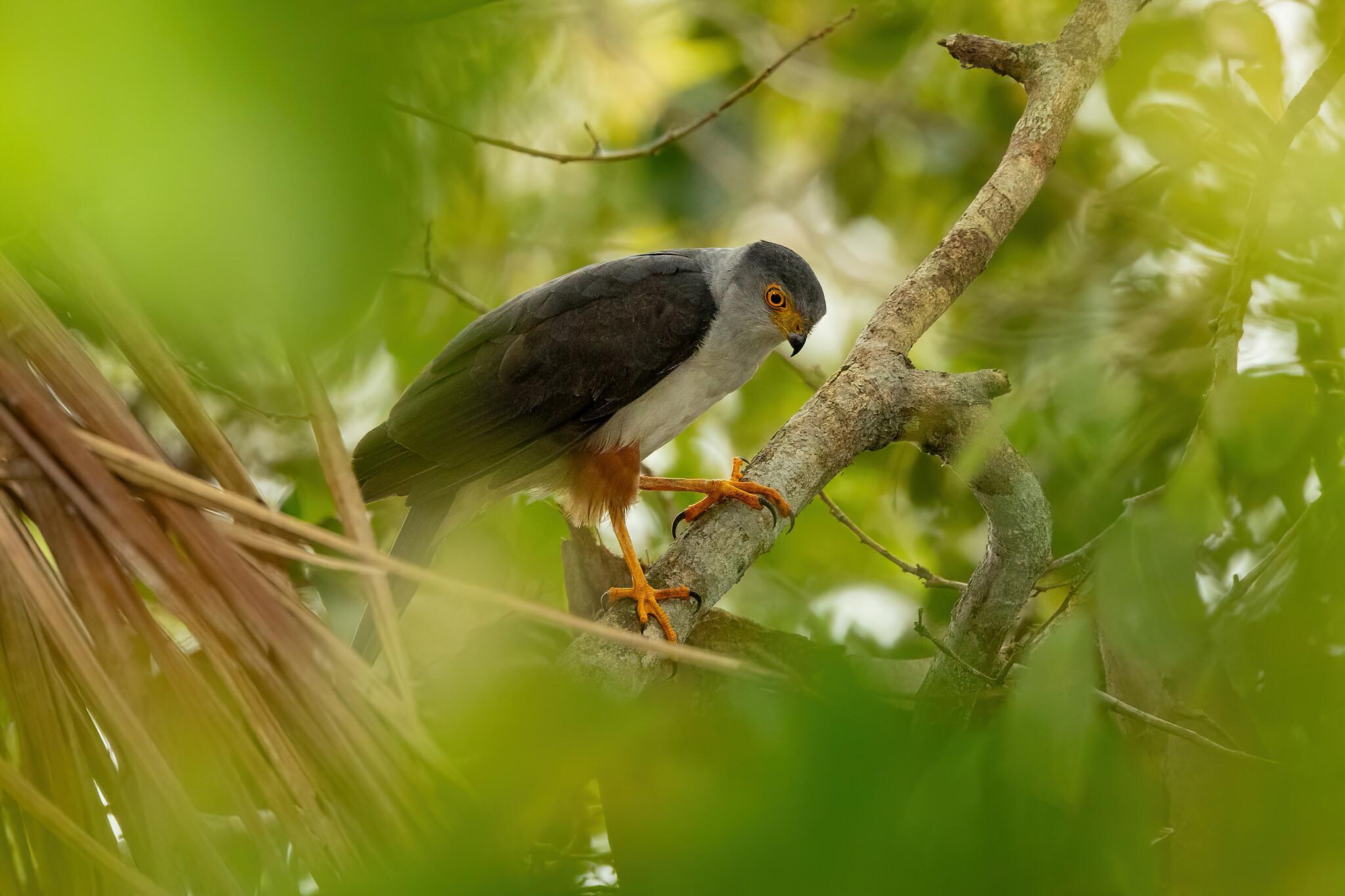 Azor Bicolor