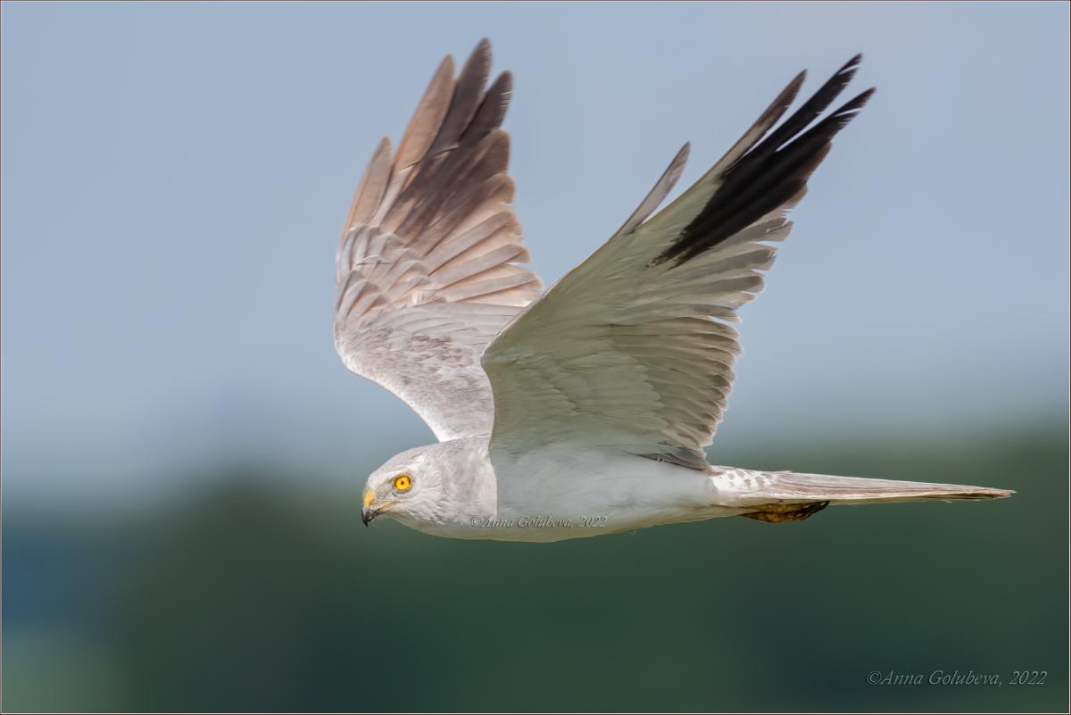 Aguilucho papialbo
