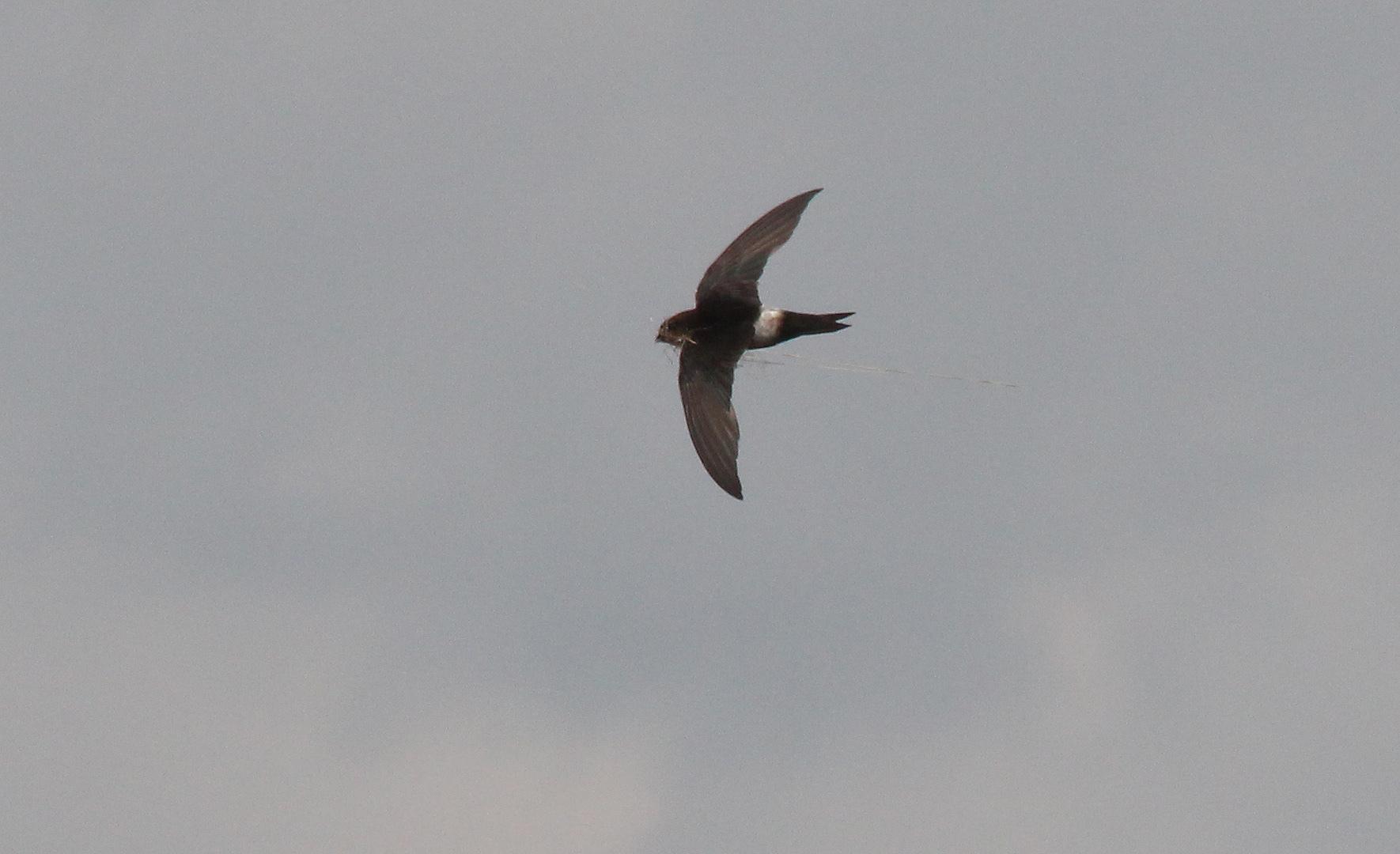 Vencejo Horus