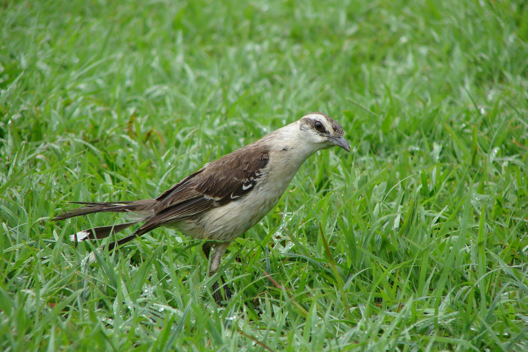 Chalk-browed Mockingbird