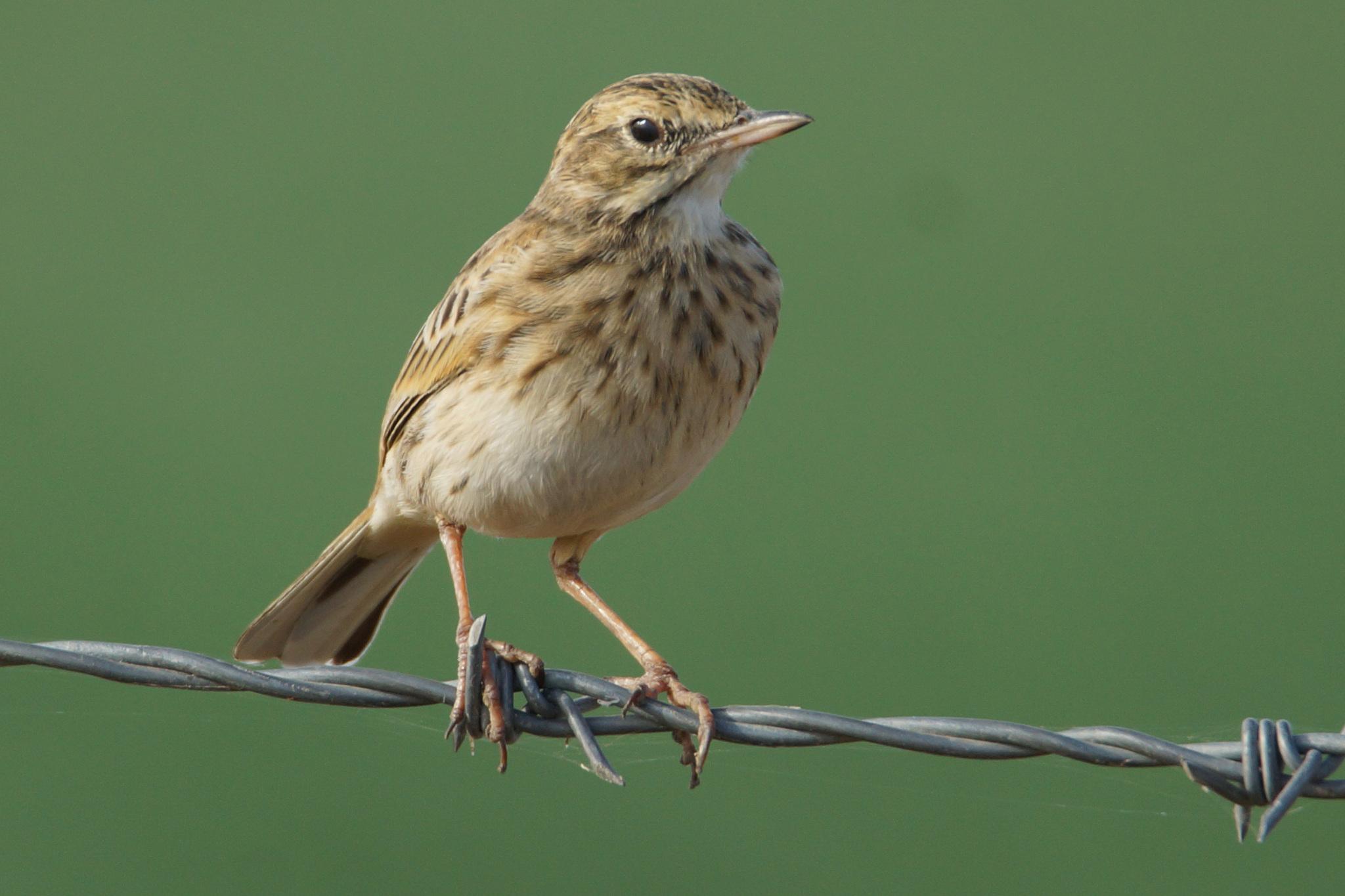 Anthus australis