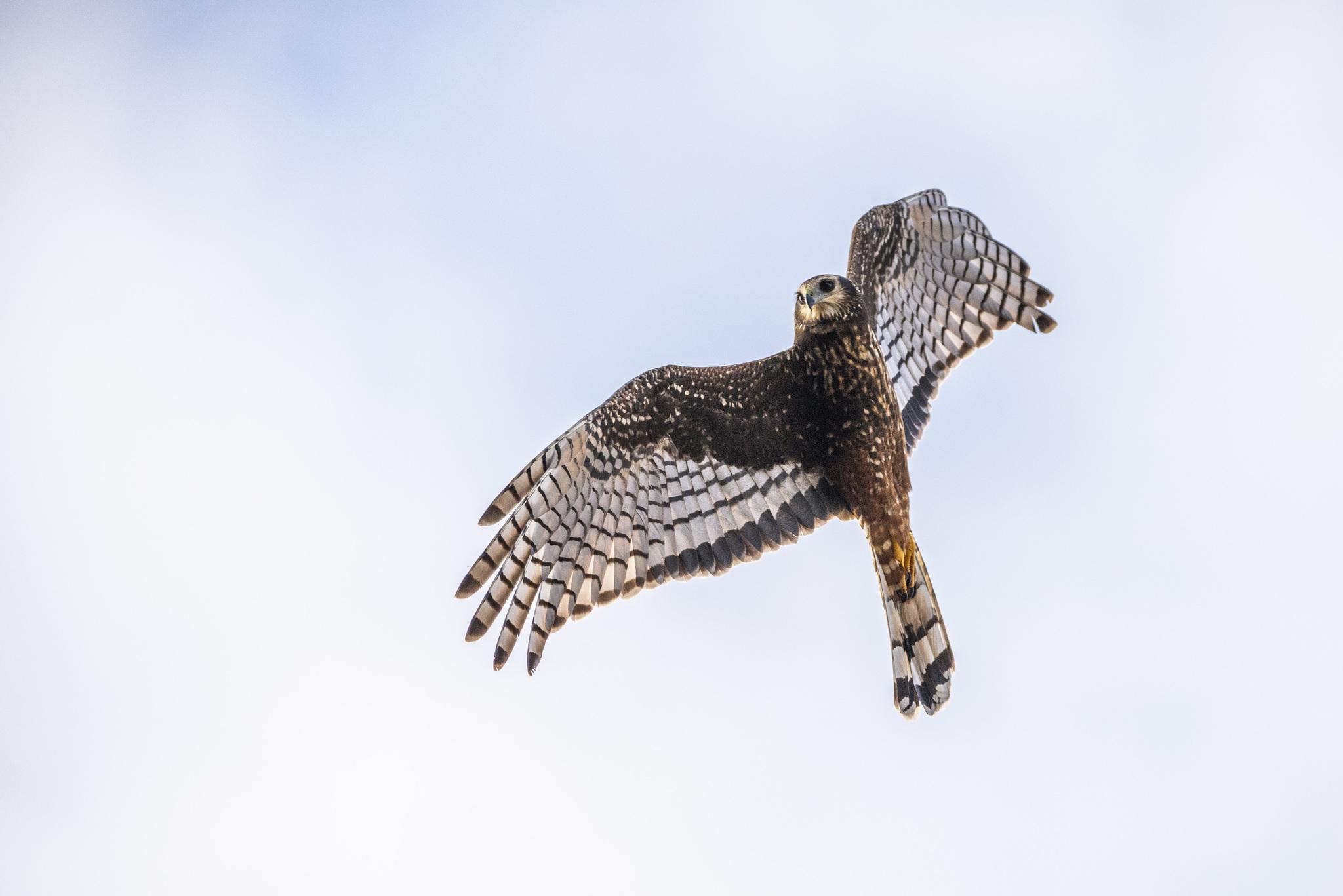Aguilucho de Azara