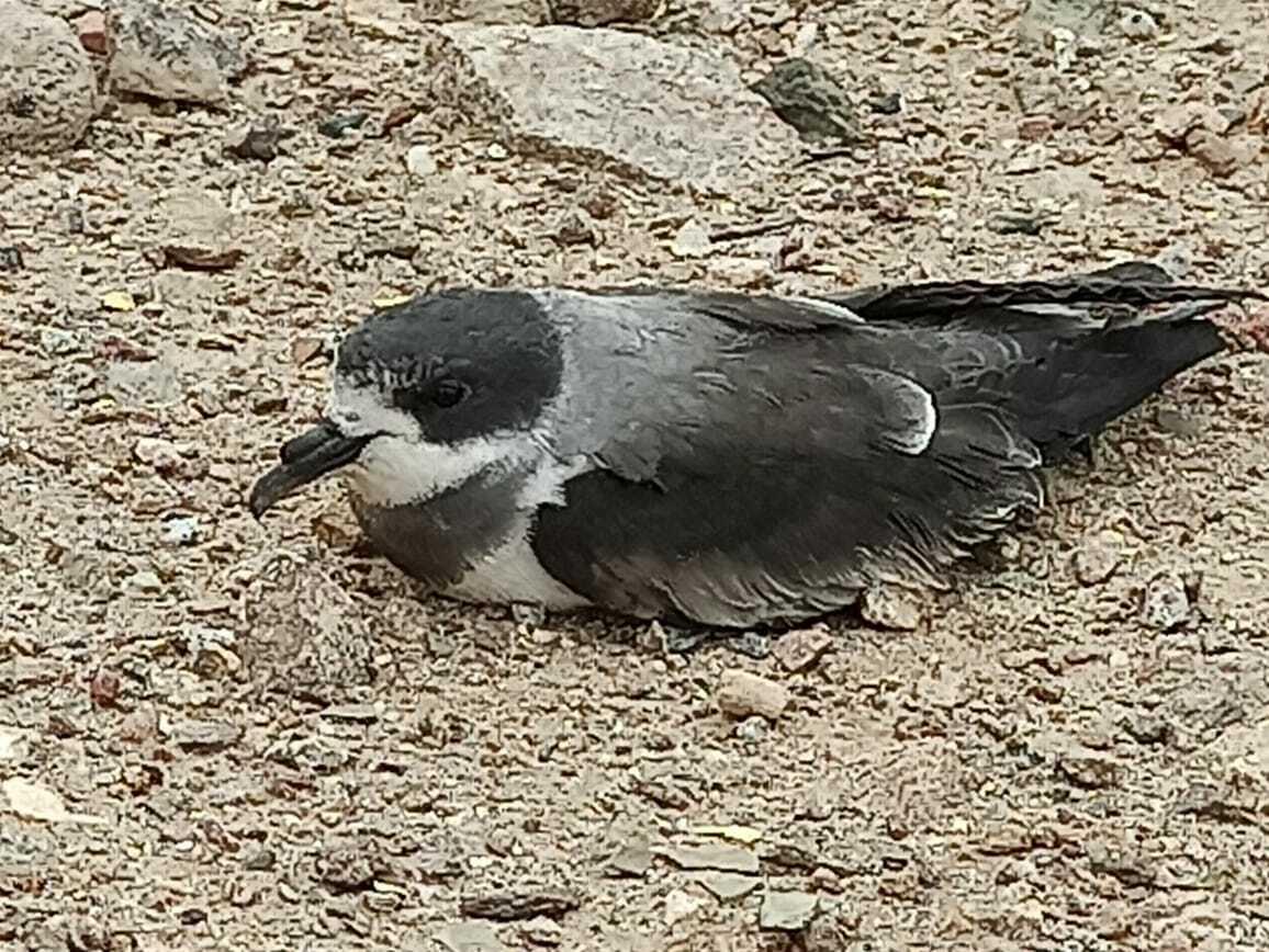 Golondrina de mar de collar