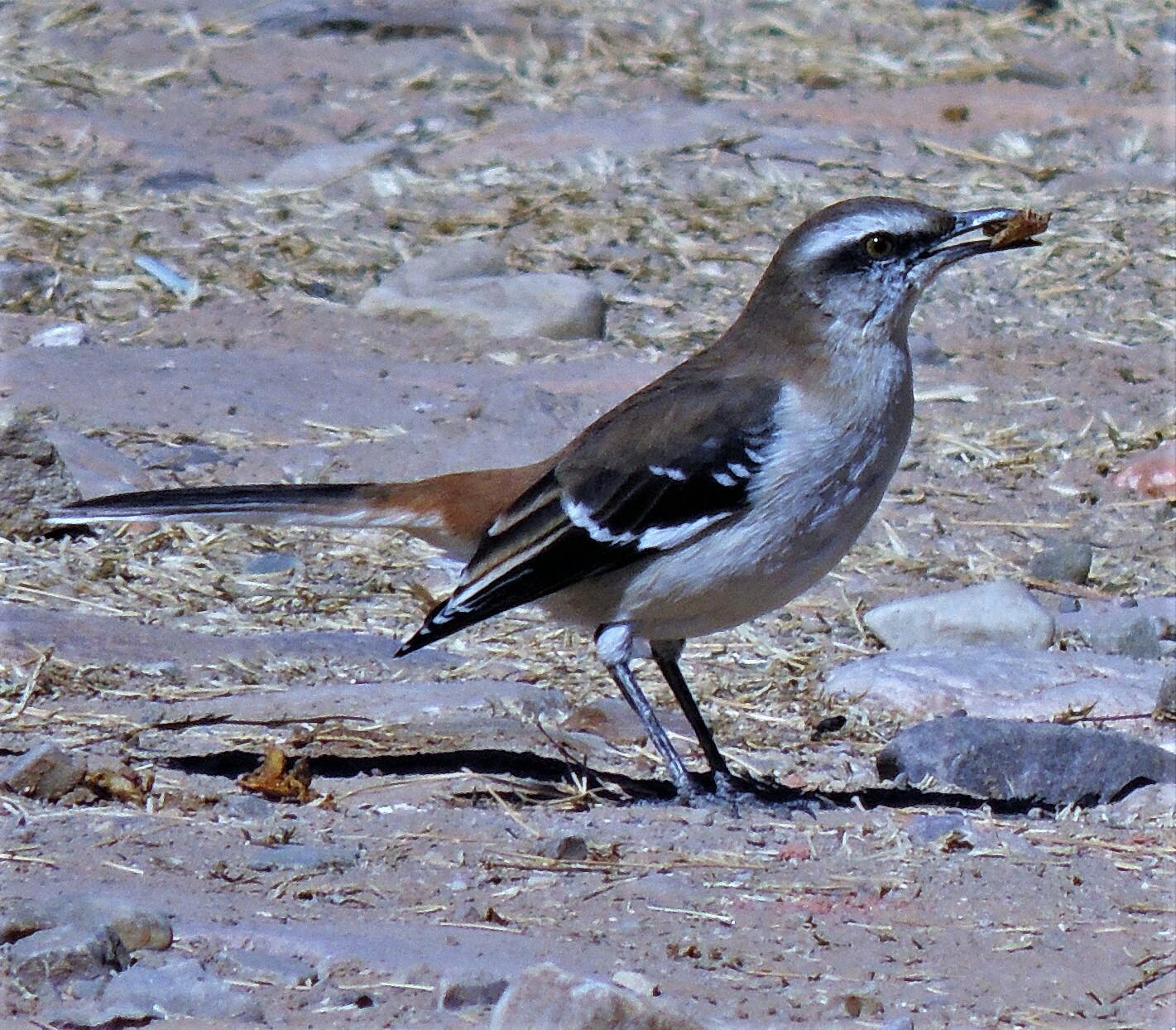 Brown-backed Mockingbird