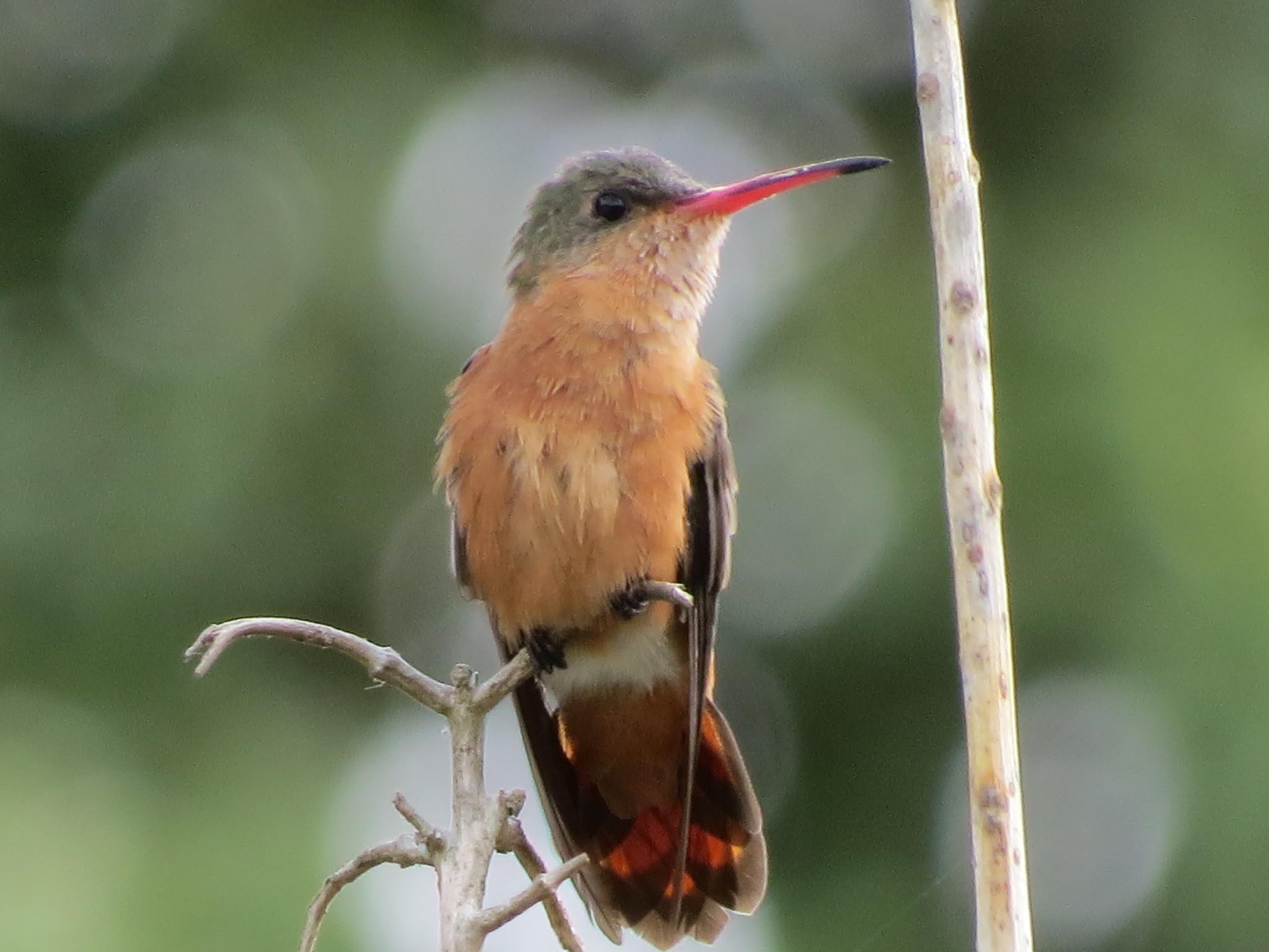 Cinnamon Hummingbird
