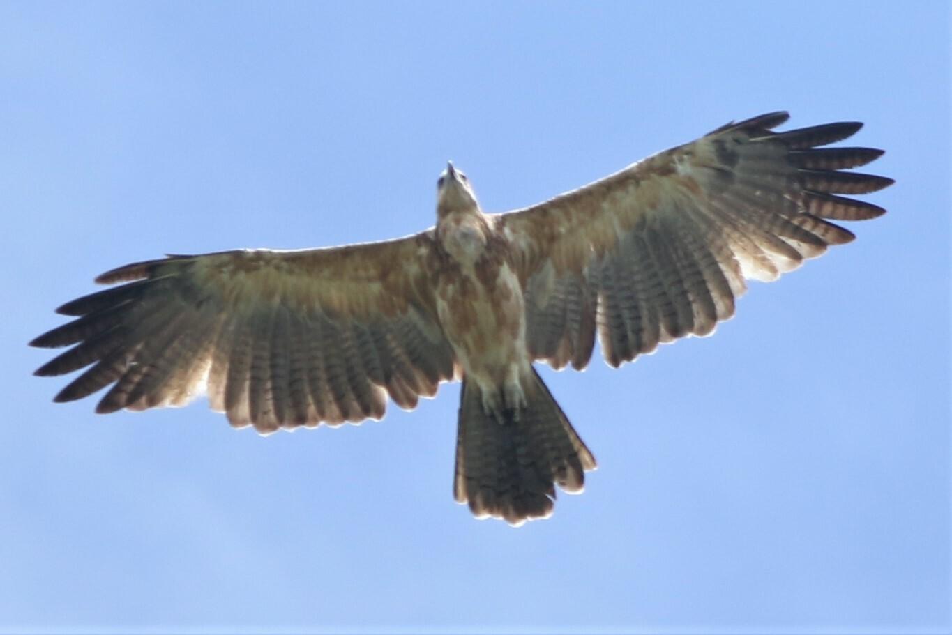 Águila de las Molucas