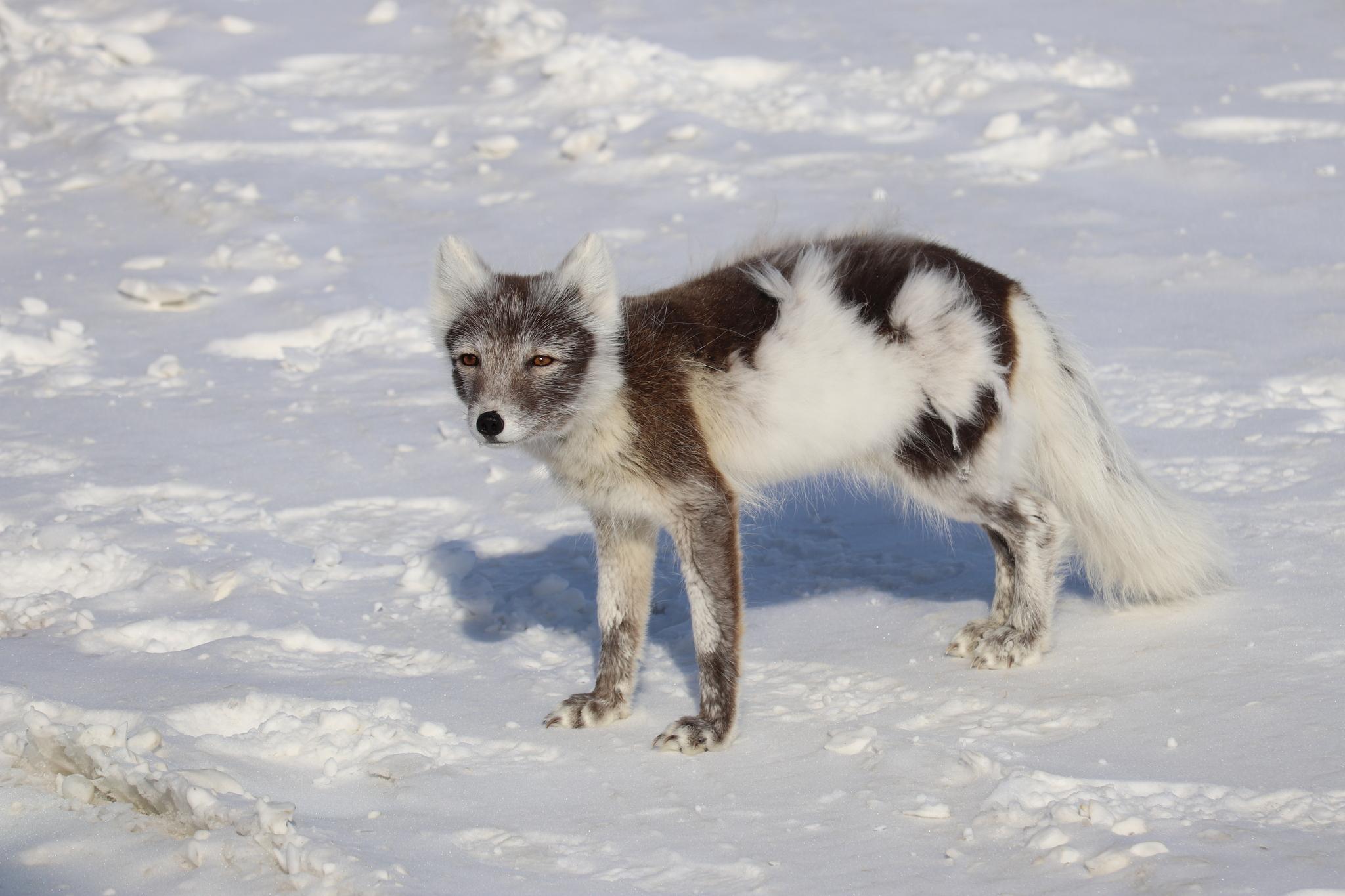 Arctic Fox