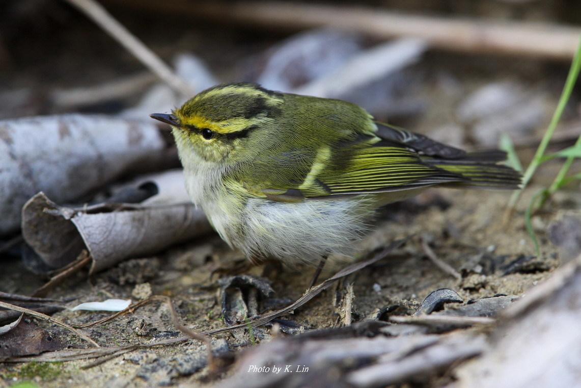 mosquitero de Pallas