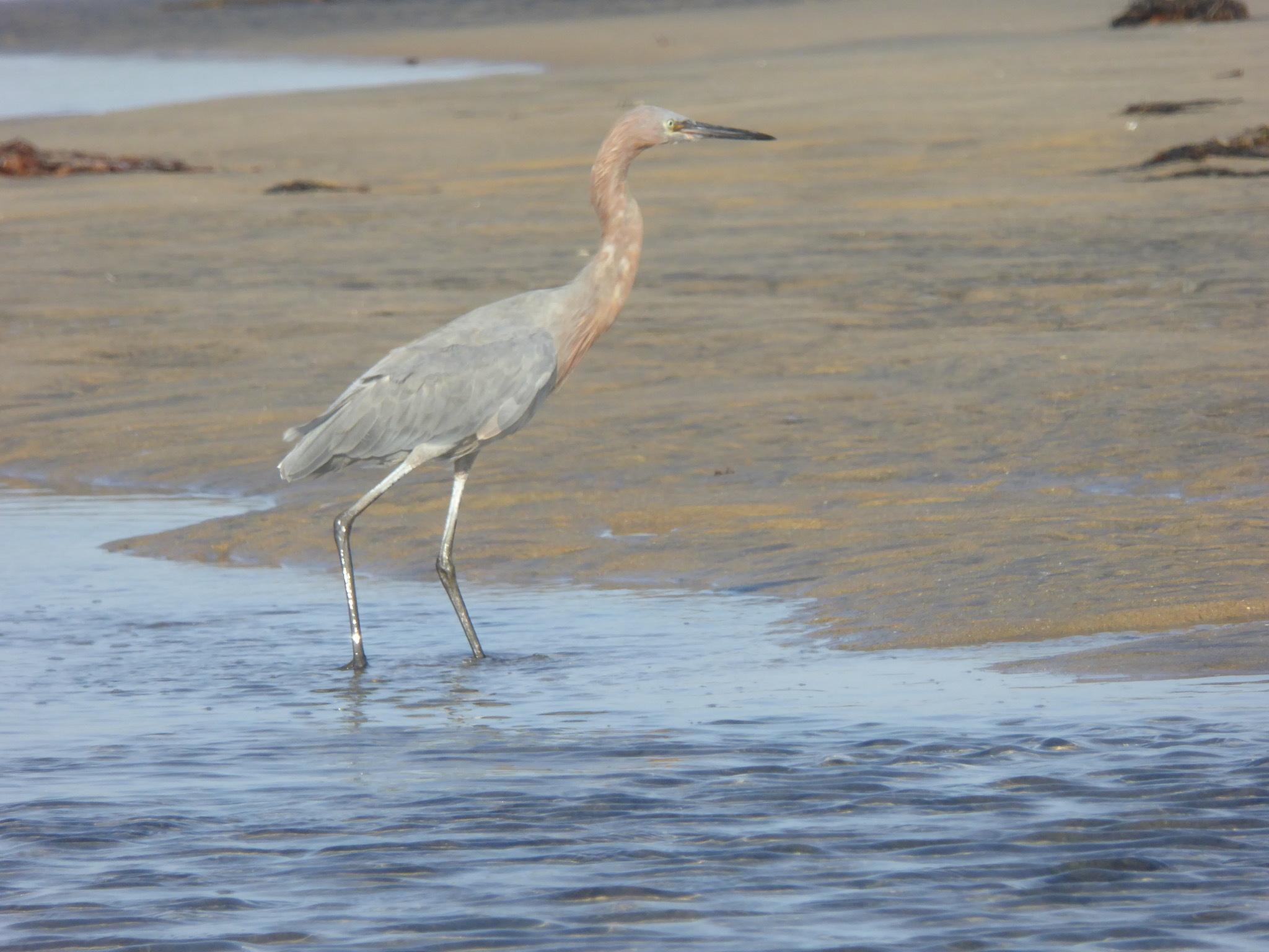 Reddish Egret