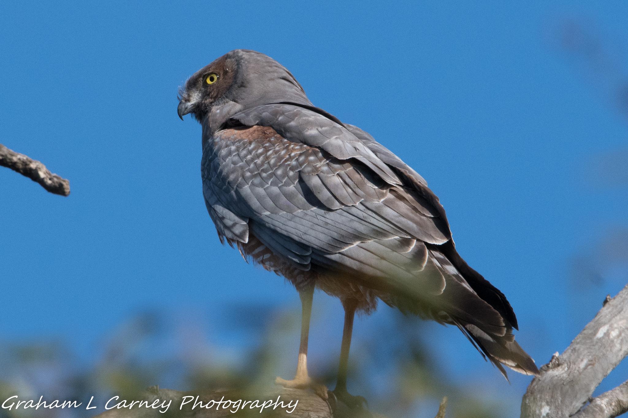 Aguilucho moteado