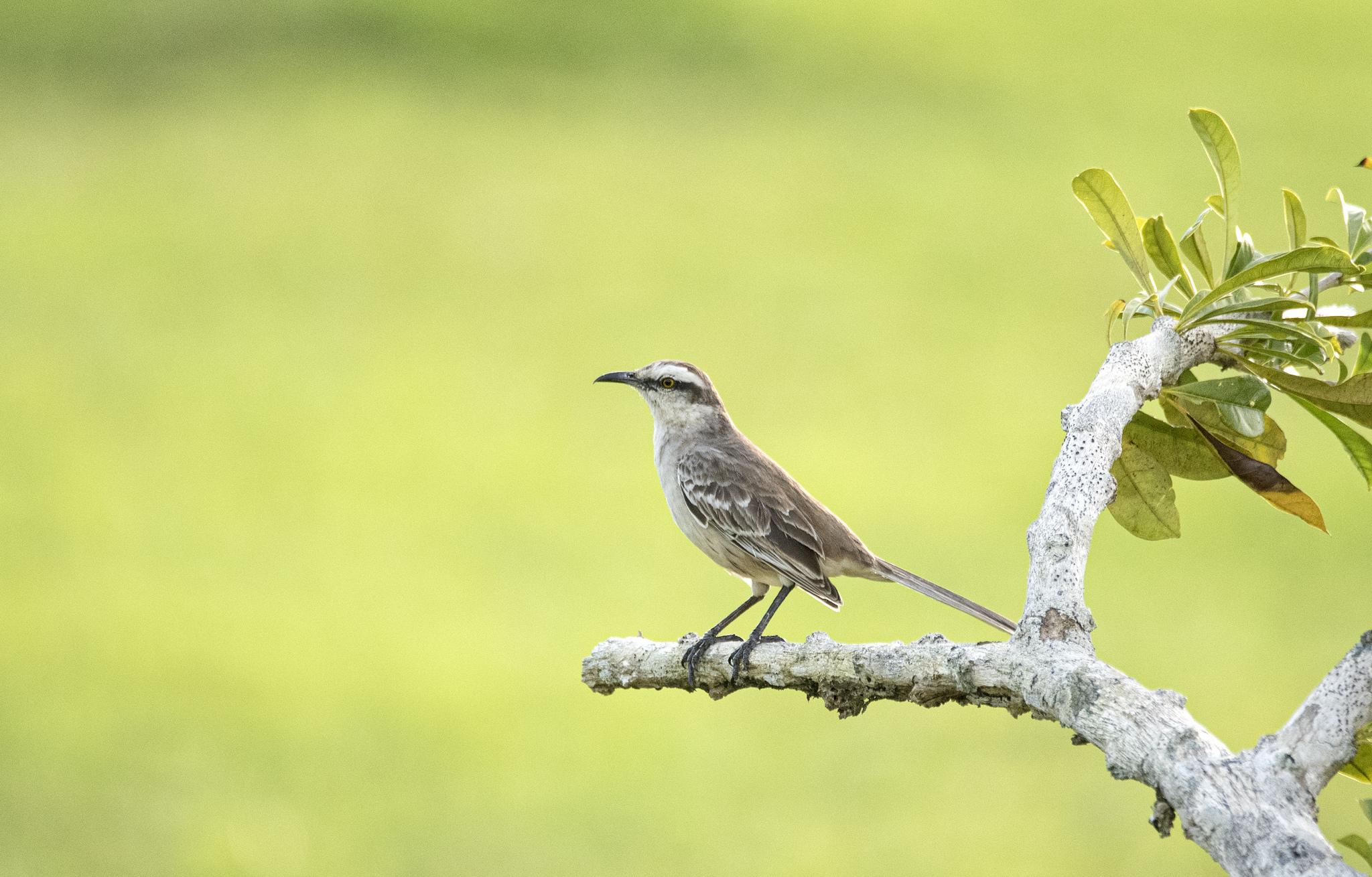 Chalk-browed Mockingbird