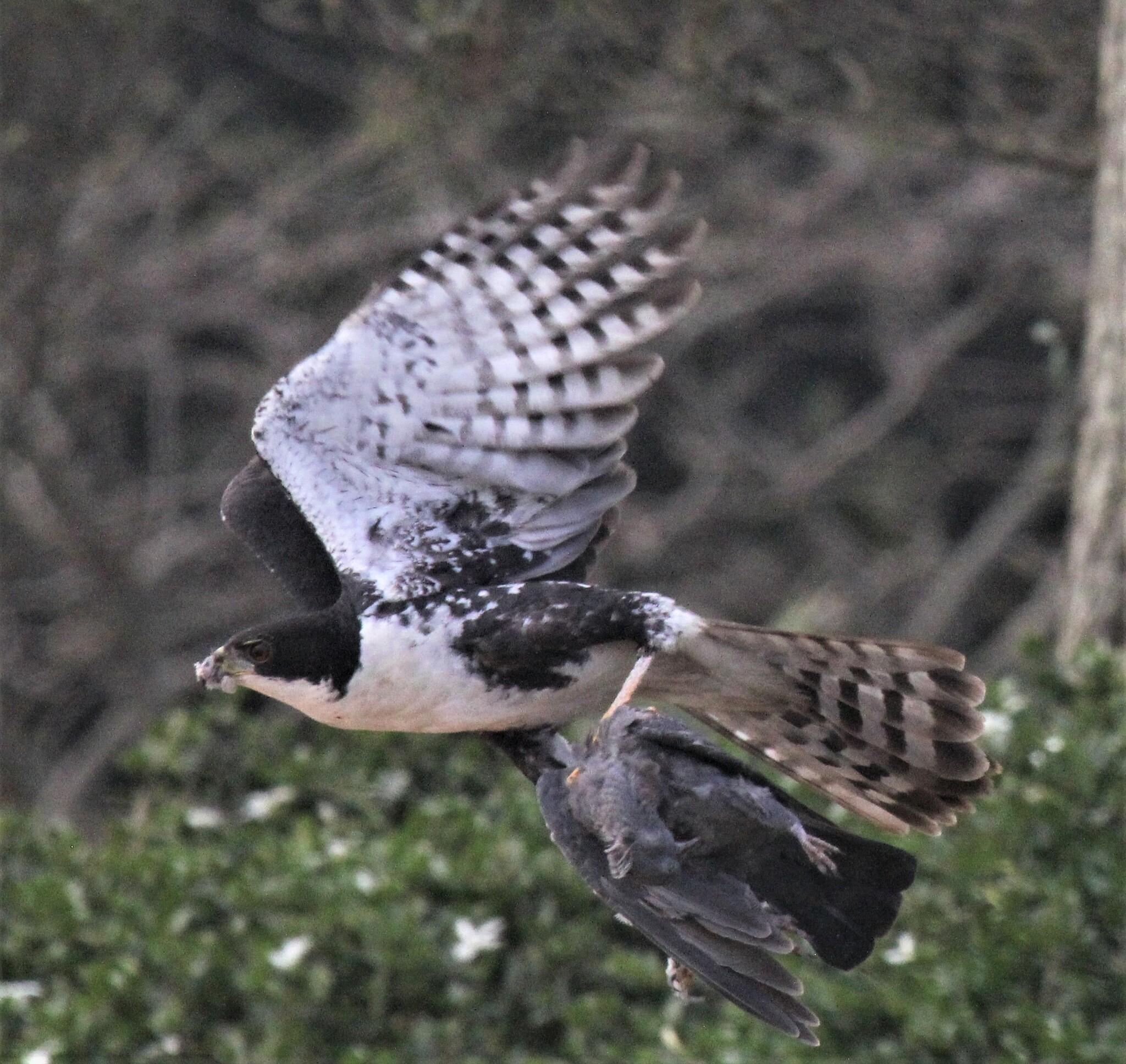 Black Goshawk