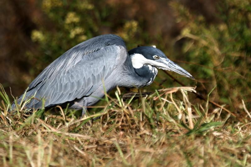 Black-headed Heron
