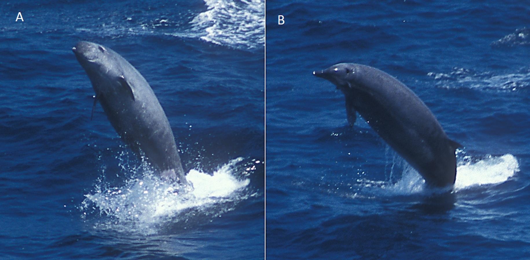Ballena picuda de True