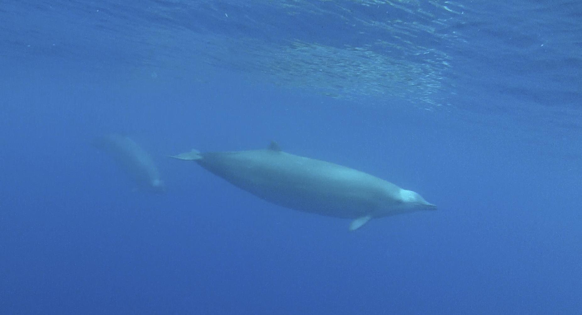 Ballena picuda de True