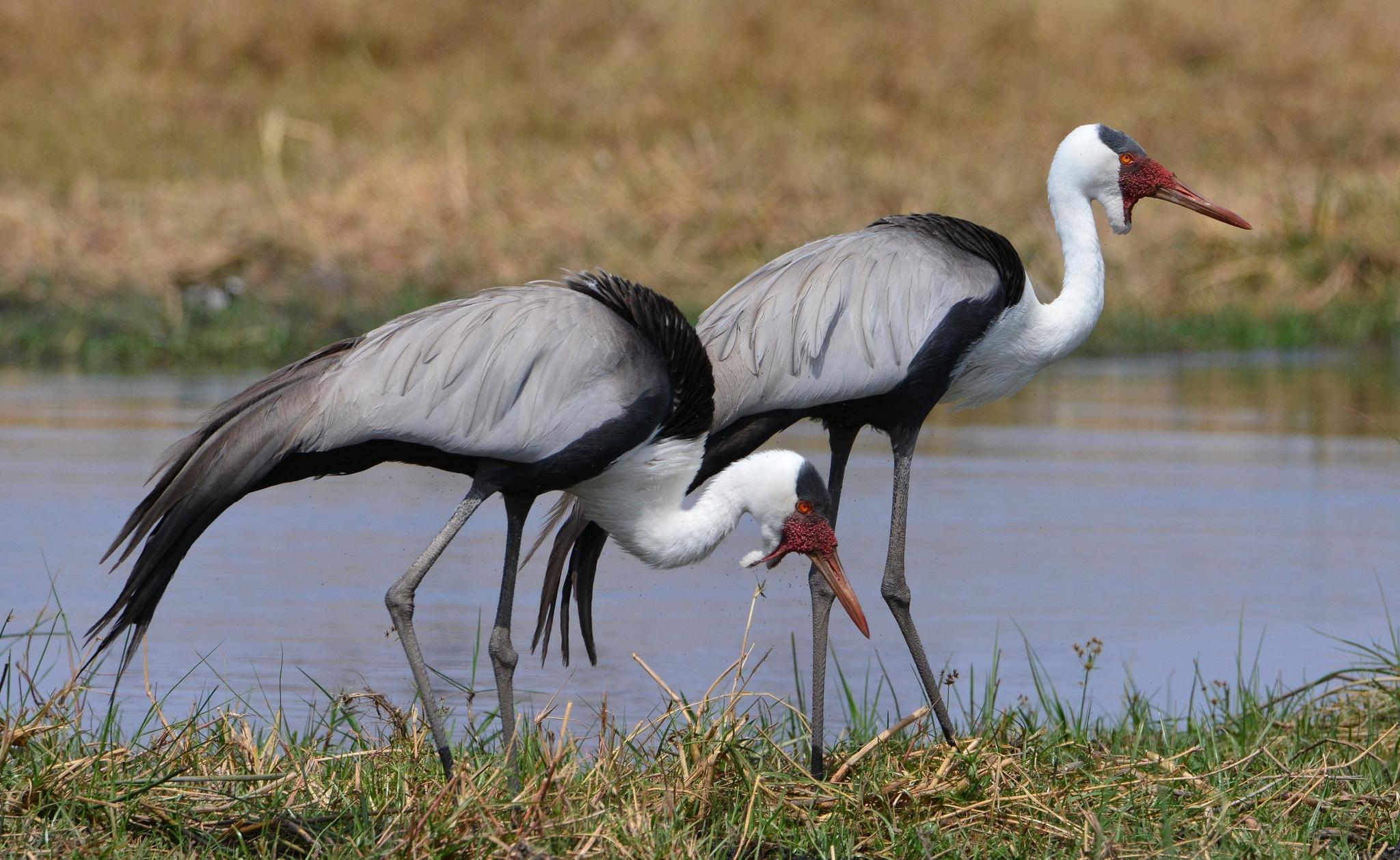 Grulla Carunculada