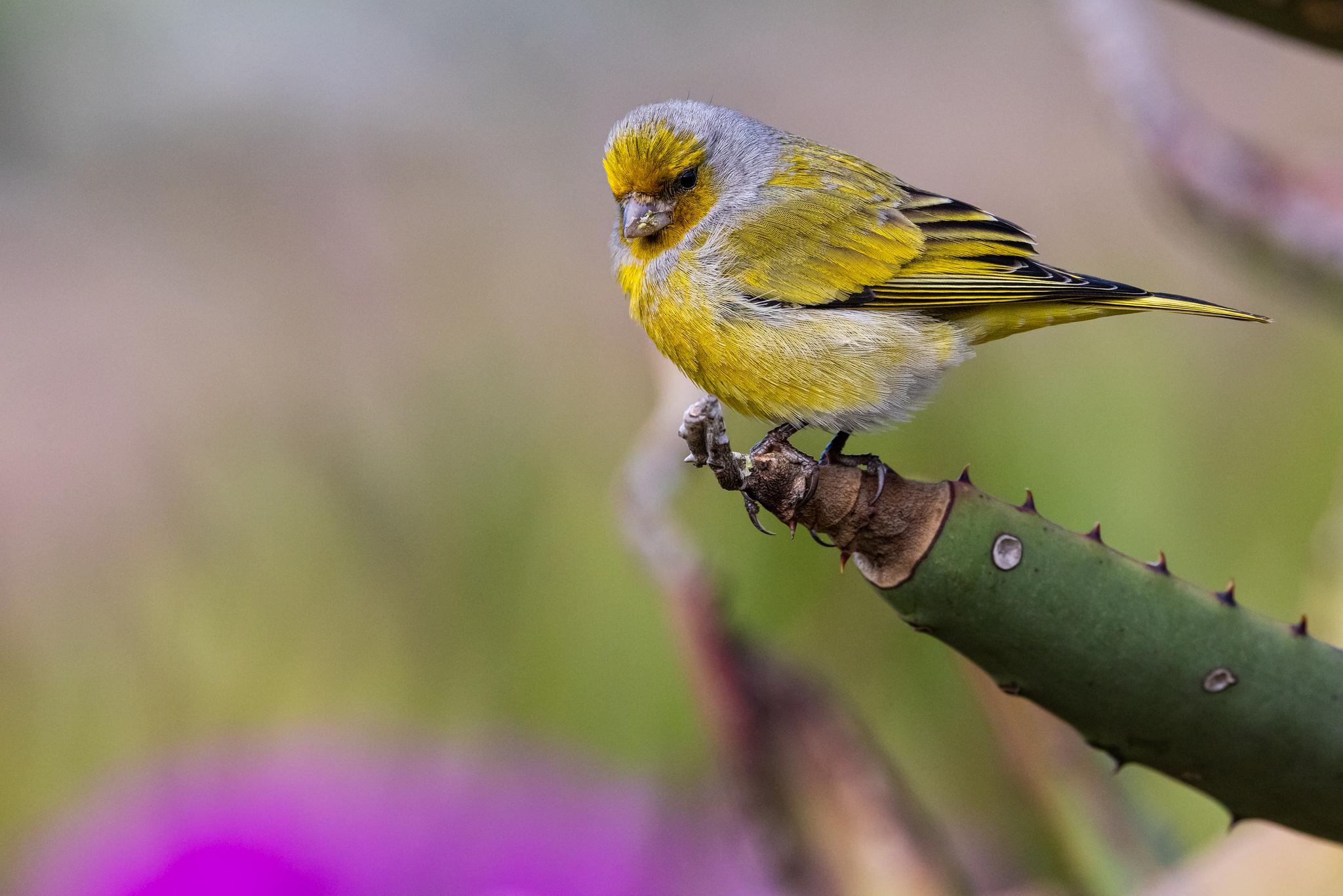 Cape Canary