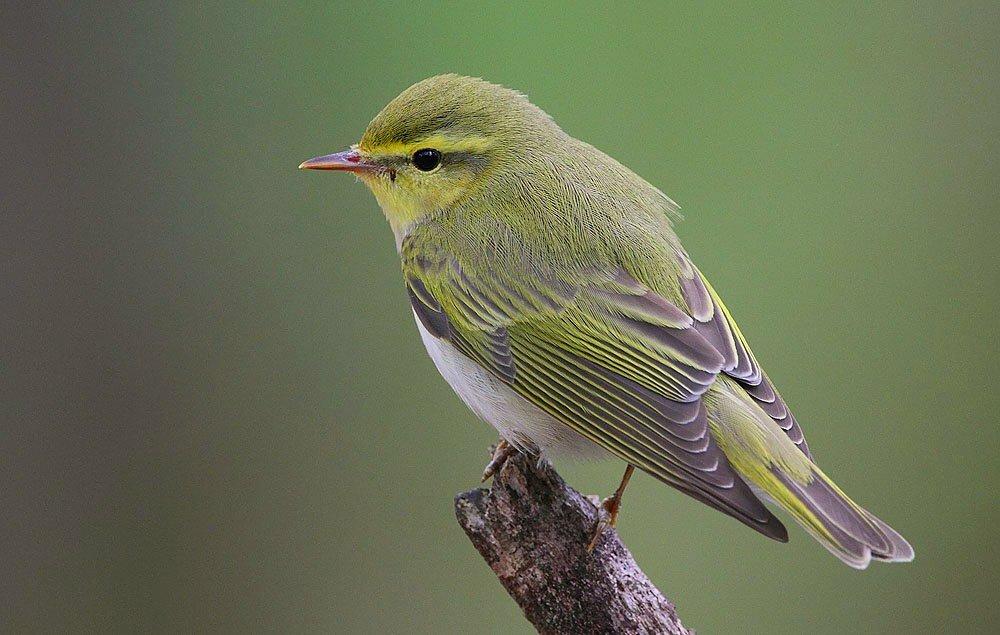 Mosquitero silbador