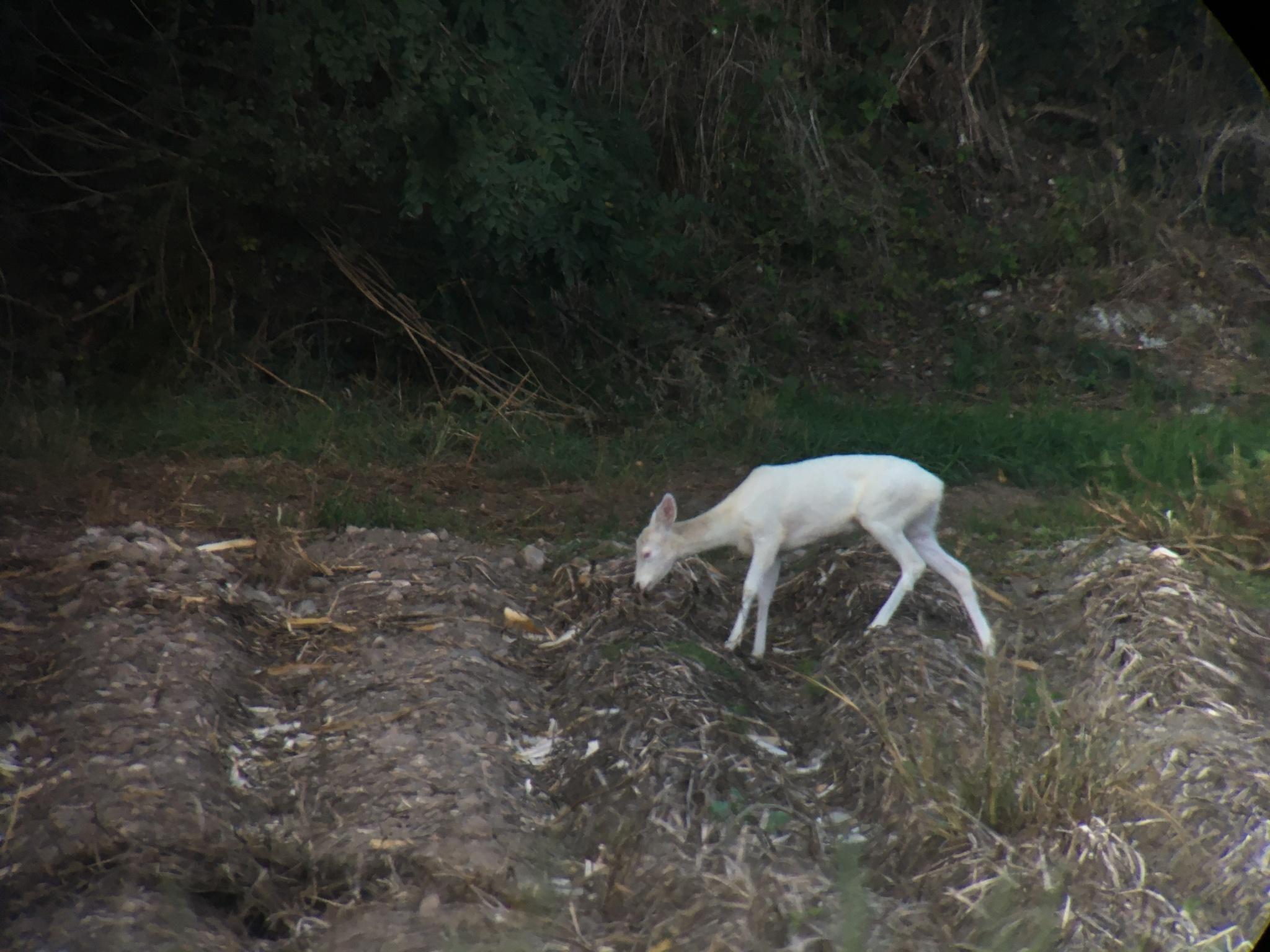 Capreolini