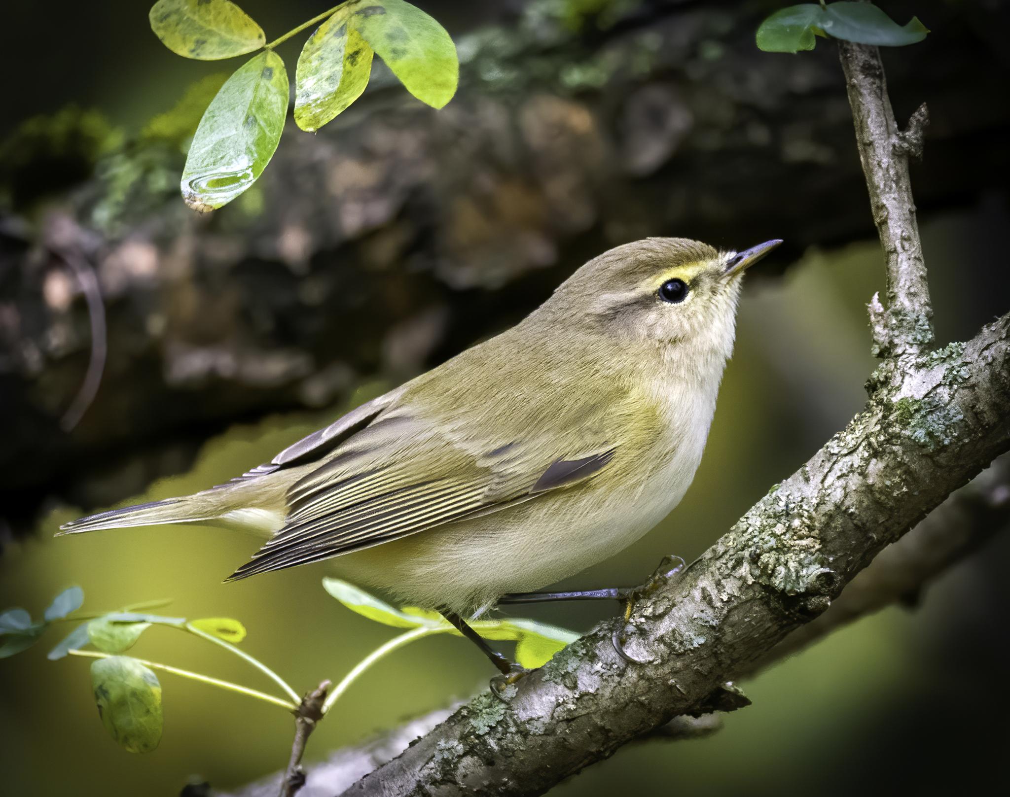Mosquitero común