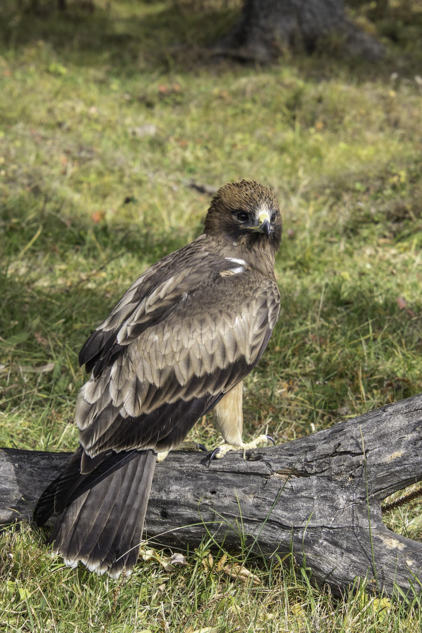 Águila Calzada