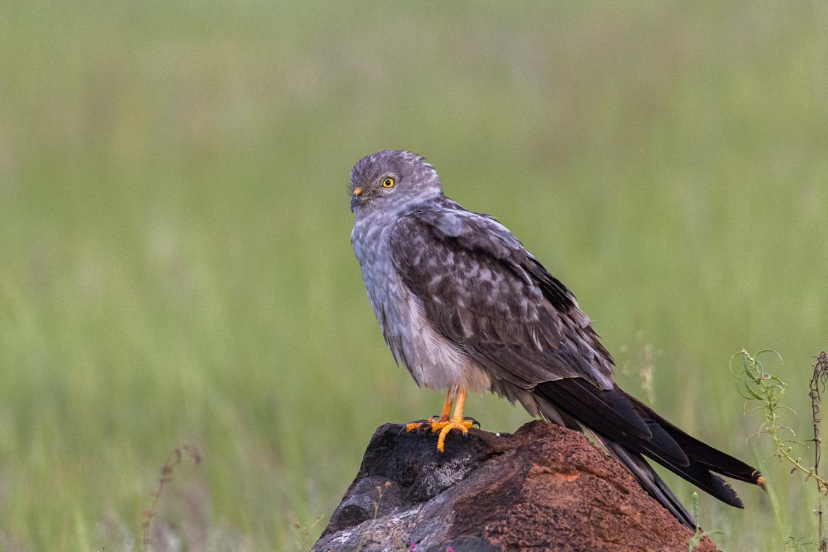 Aguilucho cenizo