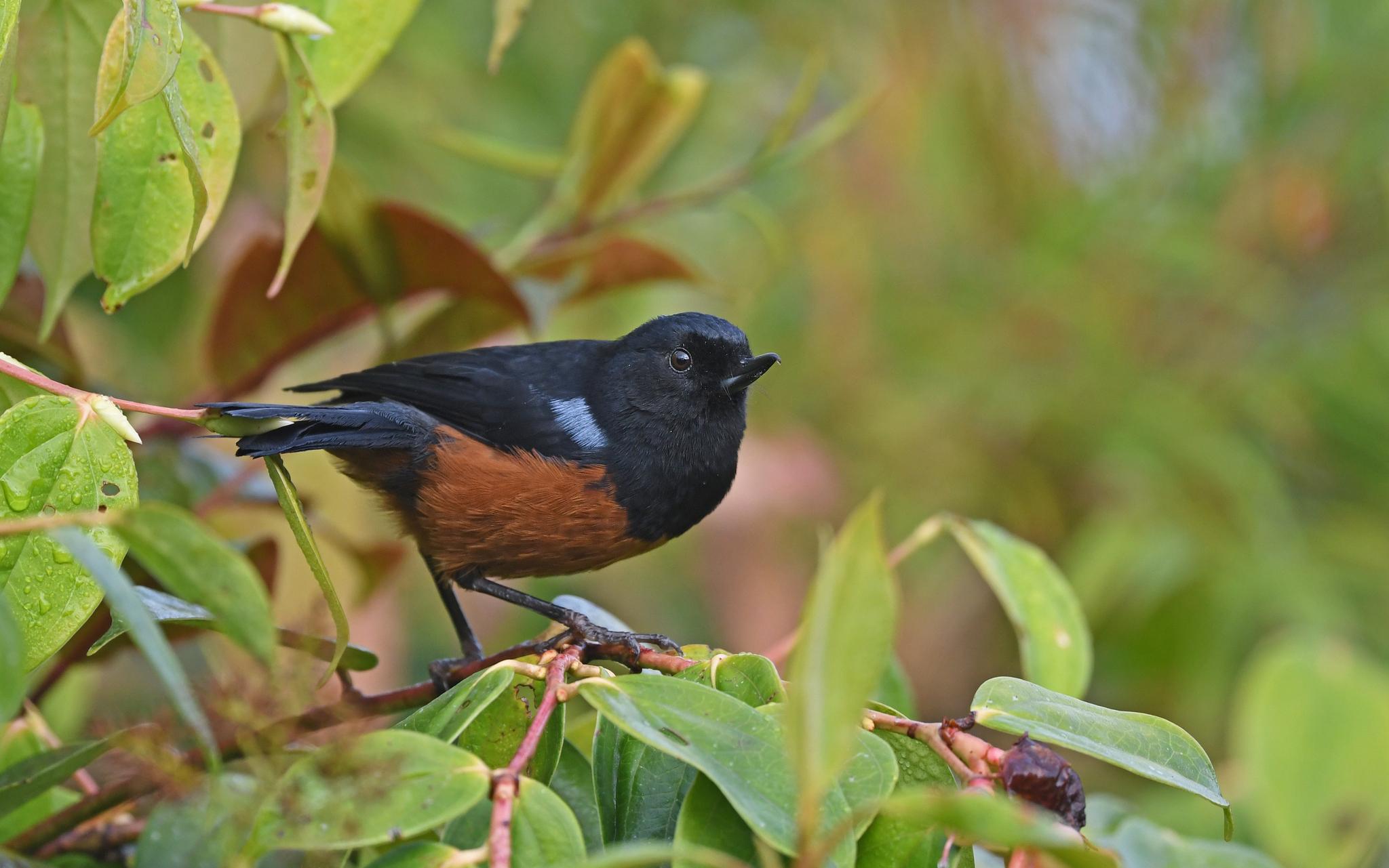 Chestnut-bellied Flowerpiercer