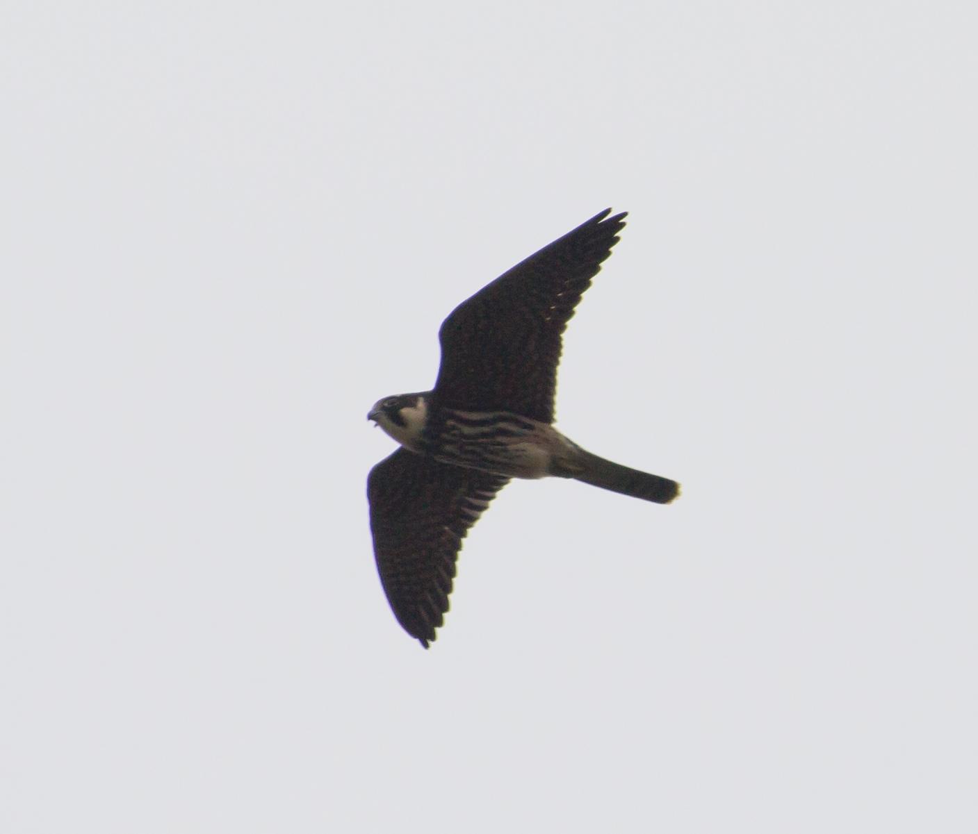 Alcotán europeo