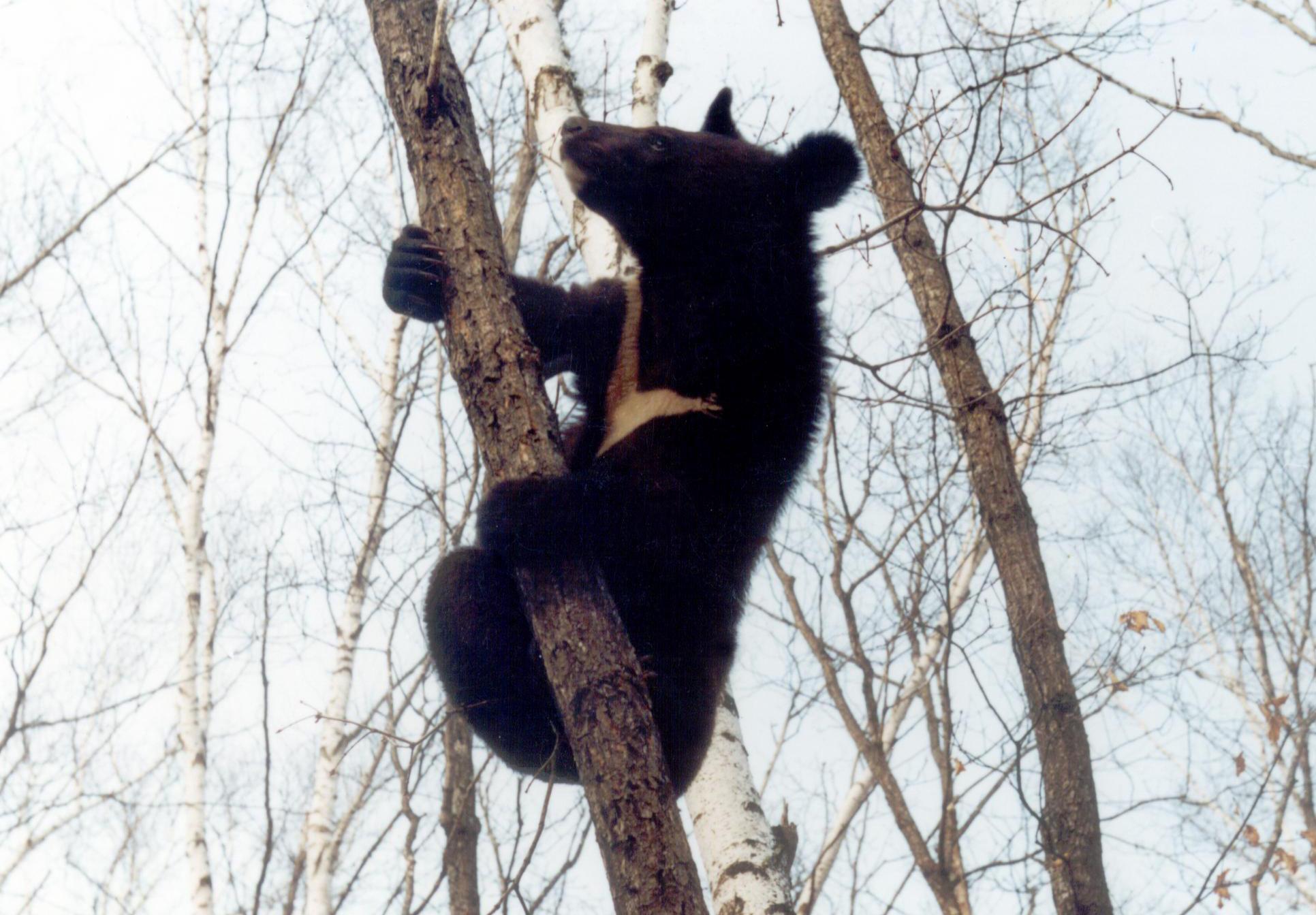 Oso de Collar