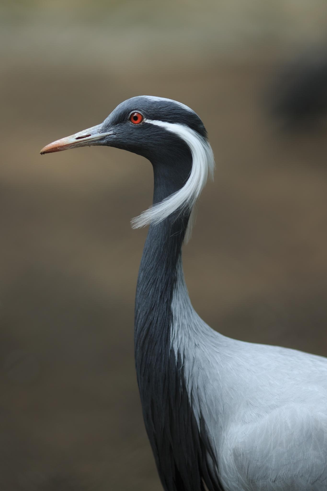 Grulla damisela
