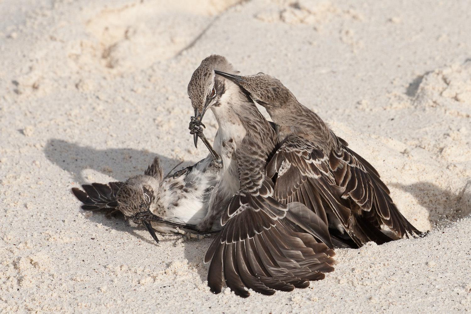 Española Mockingbird