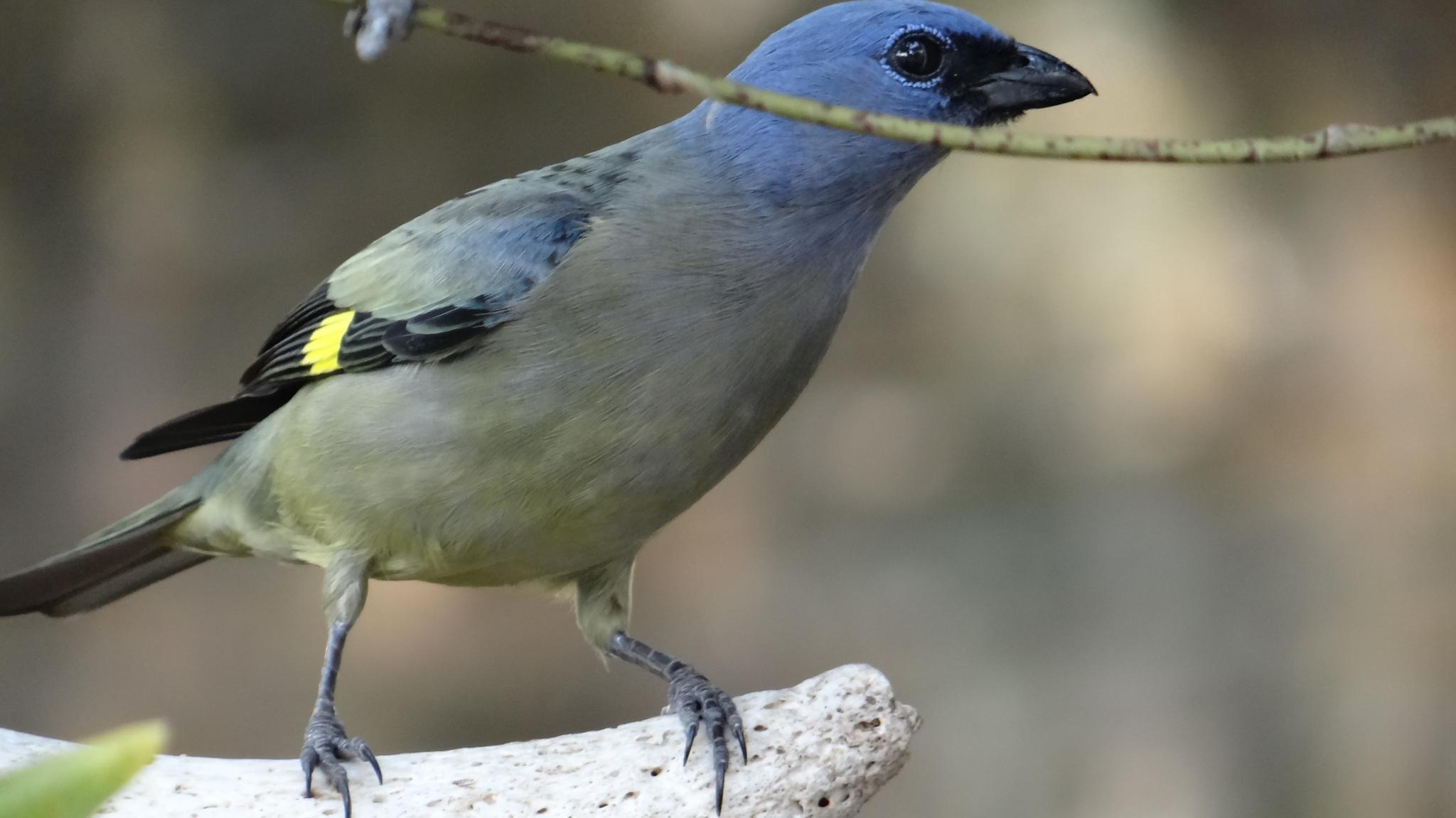 Yellow-winged Tanager