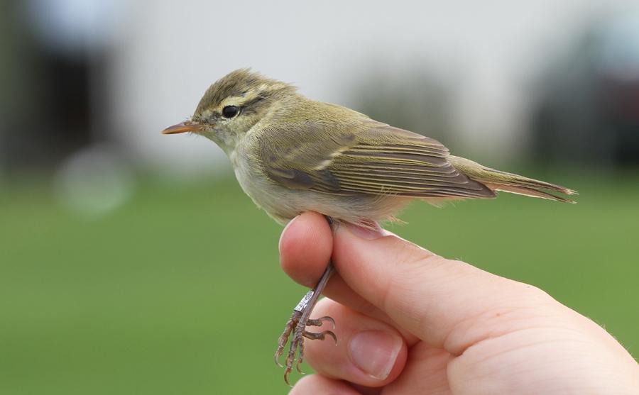Mosquitero Verdoso