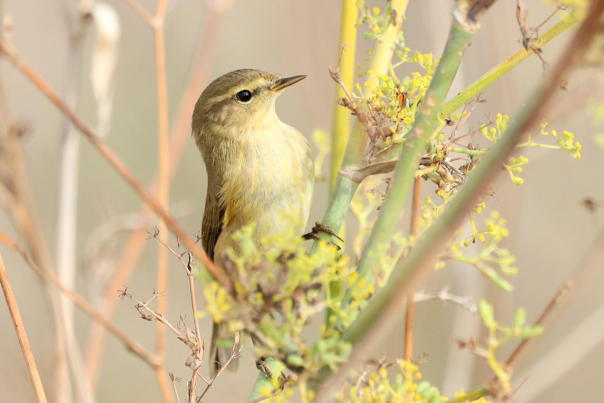 Mosquitero común